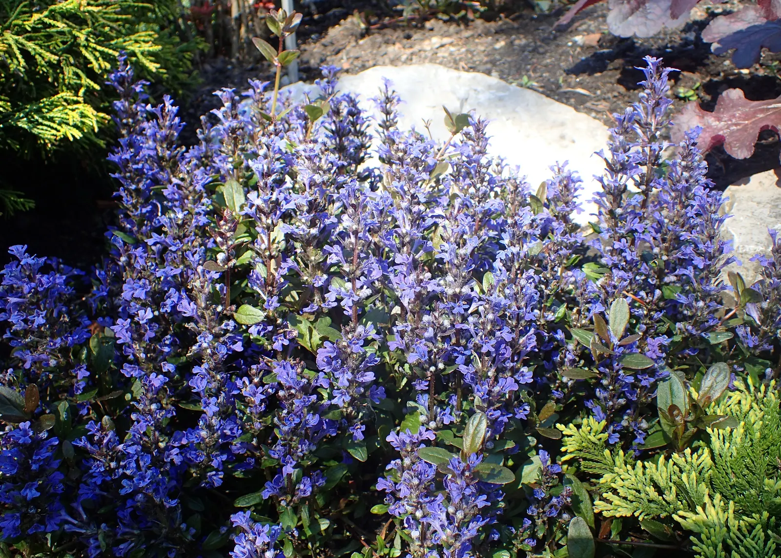 Chocolate Chip Bugleweed (Ajuga Reptans 'Chocolate Chip') — is a petite perennial ground cover