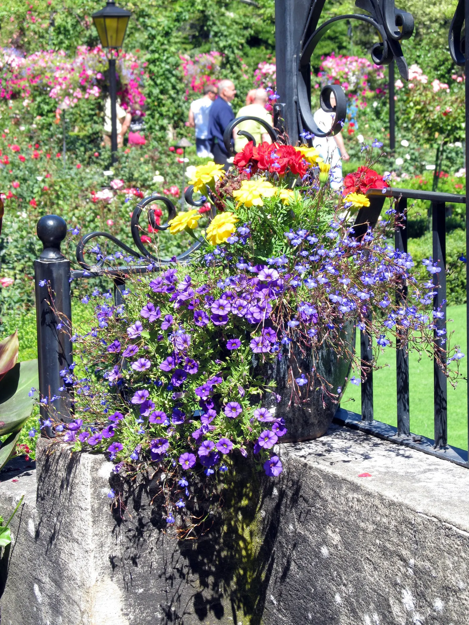 Punch Geranium (Pelargonium 'Punch') — This sun-loving perennial reaches up to 24 inches tall and 18 inches wide