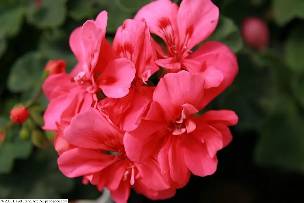 Punch Geranium (Pelargonium 'Punch') — Pelargonium 'Punch', a vibrant Punch Geranium, flaunts lush foliage and vivid blooms