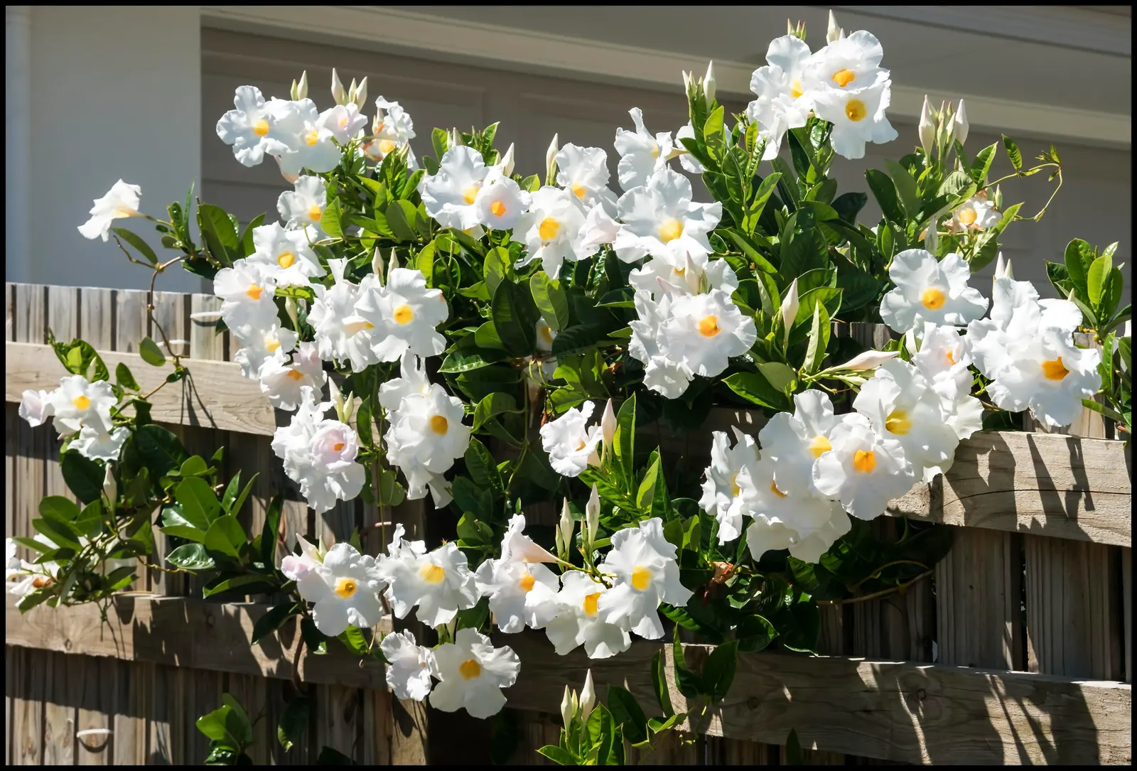 White Mandevilla (Mandevilla Splendens 'White') — vine with white blooms