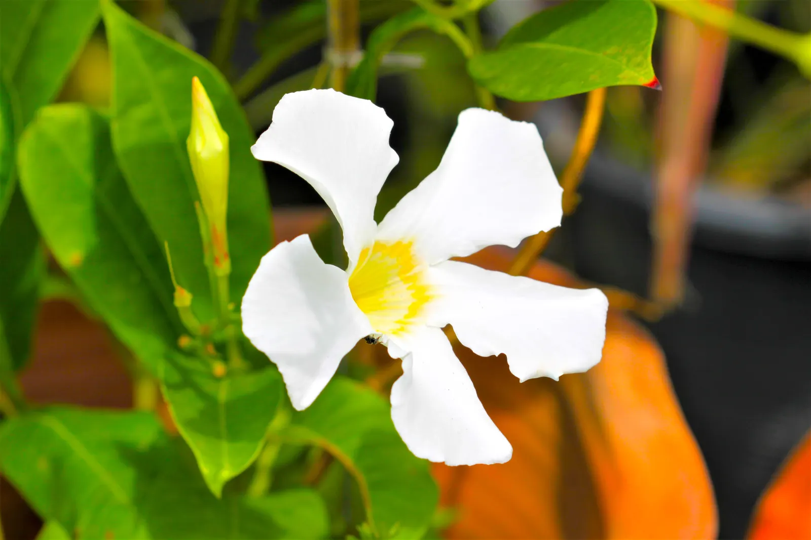 White Mandevilla (Mandevilla Splendens 'White') — pristine white flowers up to 4 inches in diameter