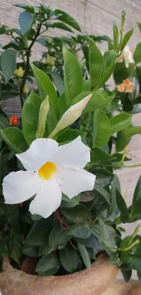 White Mandevilla (Mandevilla Splendens 'White') — These pristine white flowers offer a diameter of 2 to 4 inches; providing a stark contrast against the