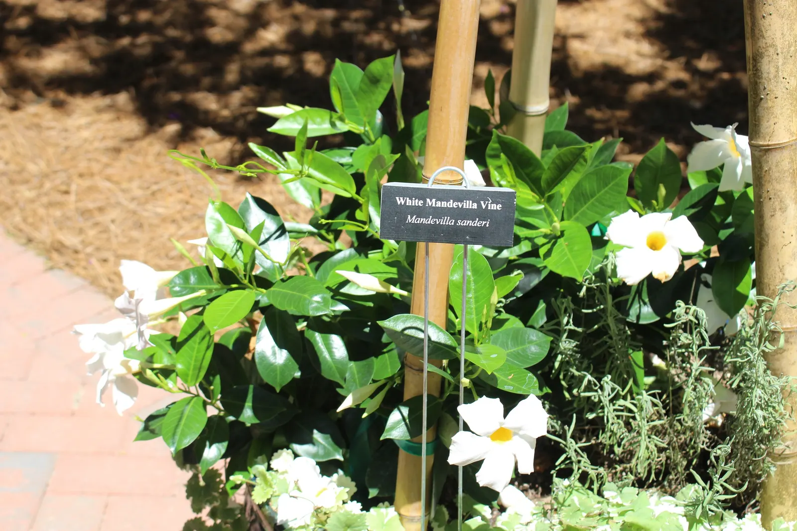 White Mandevilla (Mandevilla Splendens 'White') — White Dipladenia\n\nDescription:\nWhite Mandevilla is a lush