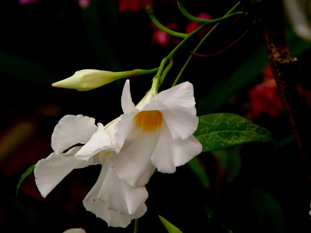 White Mandevilla (Mandevilla Splendens 'White') — Botanical Name: Mandevilla splendens 'White'\nCommon Names: White Mandevilla; ideal for trellises or pots, it