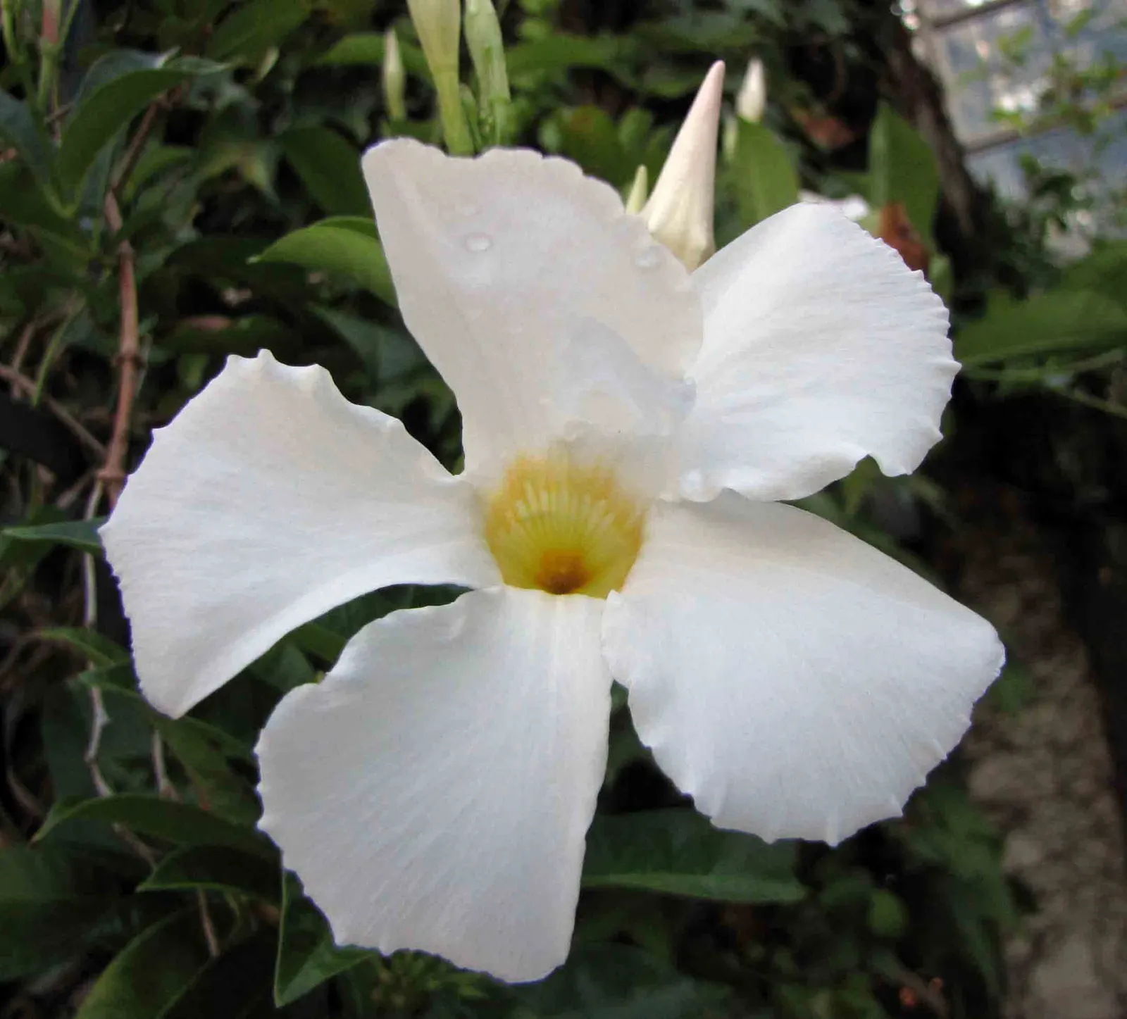 White Mandevilla (Mandevilla Splendens 'White') — Native to Central and South America; requiring regular watering and well-draining soil