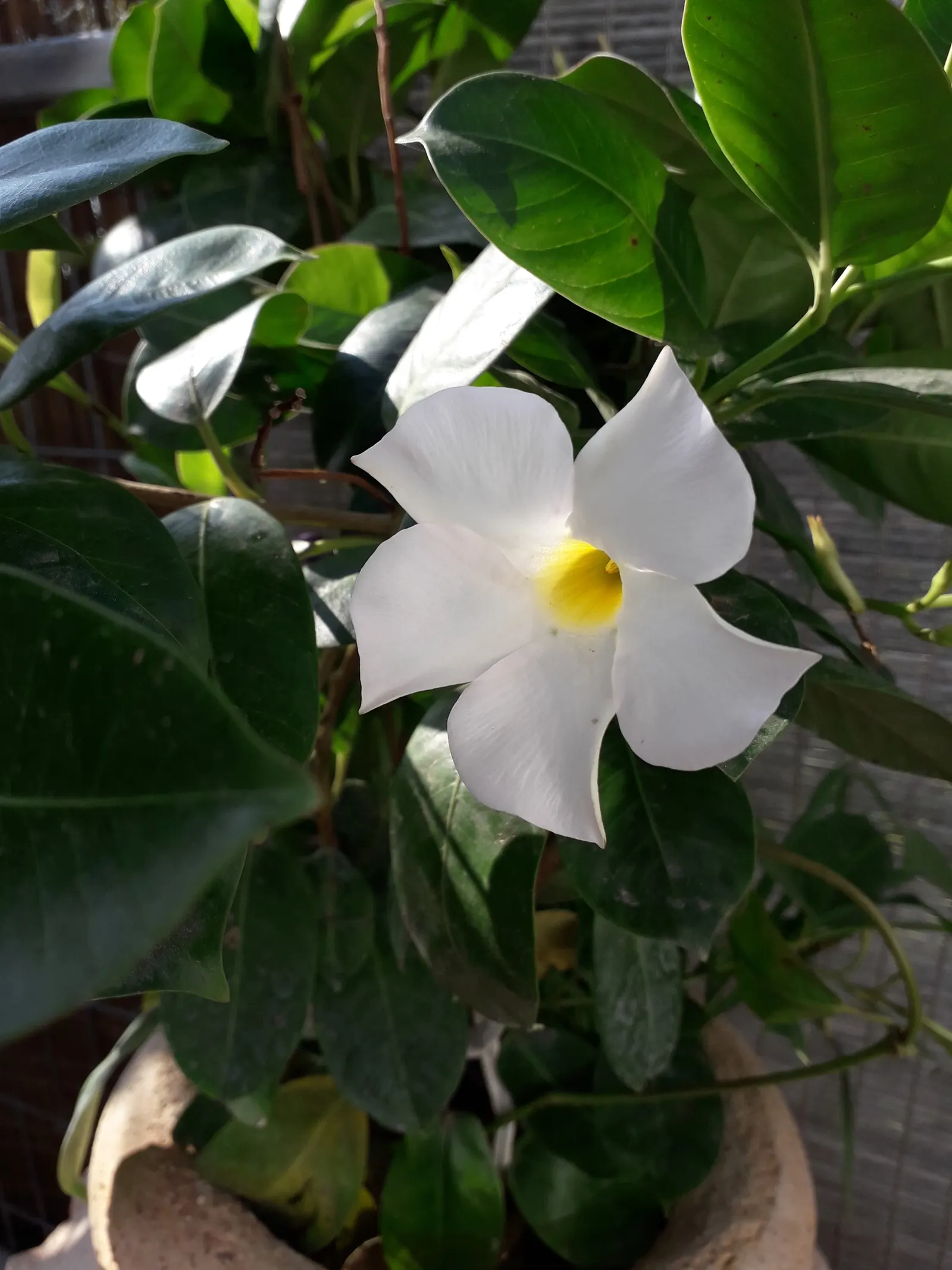 White Mandevilla (Mandevilla Splendens 'White') — it is often treated as an annual or overwintered indoors