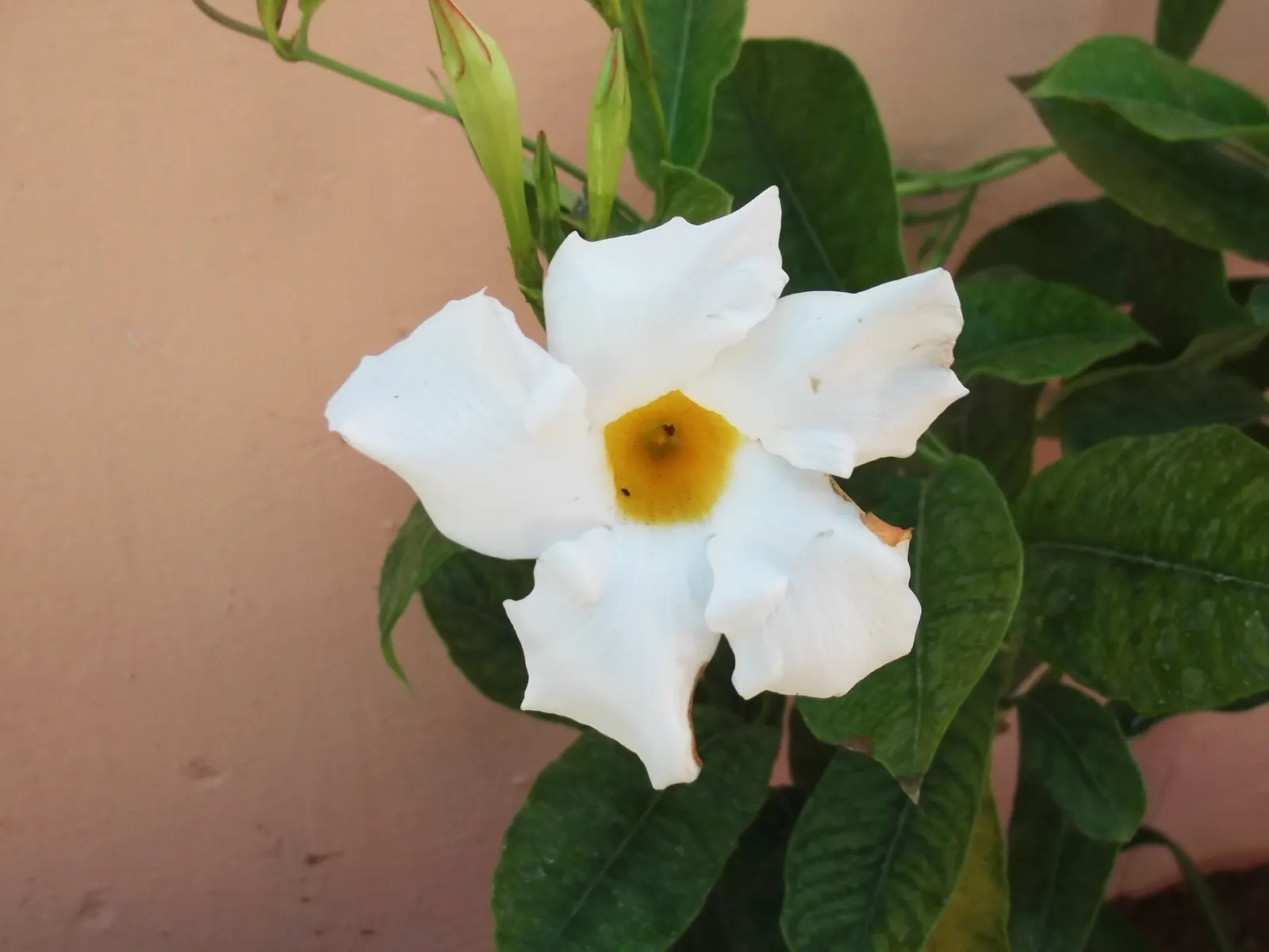 White Mandevilla (Mandevilla Splendens 'White') — These pristine white flowers offer a diameter of 2 to 4 inches
