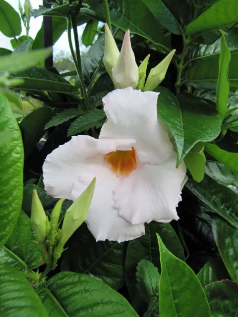 White Mandevilla (Mandevilla Splendens 'White') — pristine white flowers up to 4 inches in diameter; white Dipladenia\n\nDescription:\nWhite Mandevilla is a