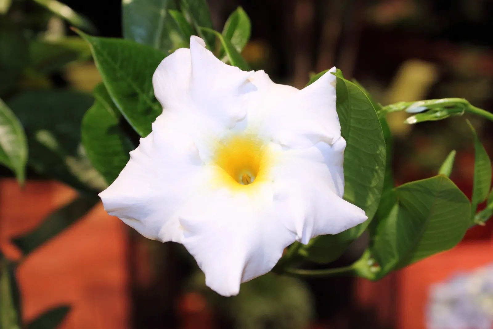 White Mandevilla (Mandevilla Splendens 'White') — This cultivar is a perennial in warmer climates