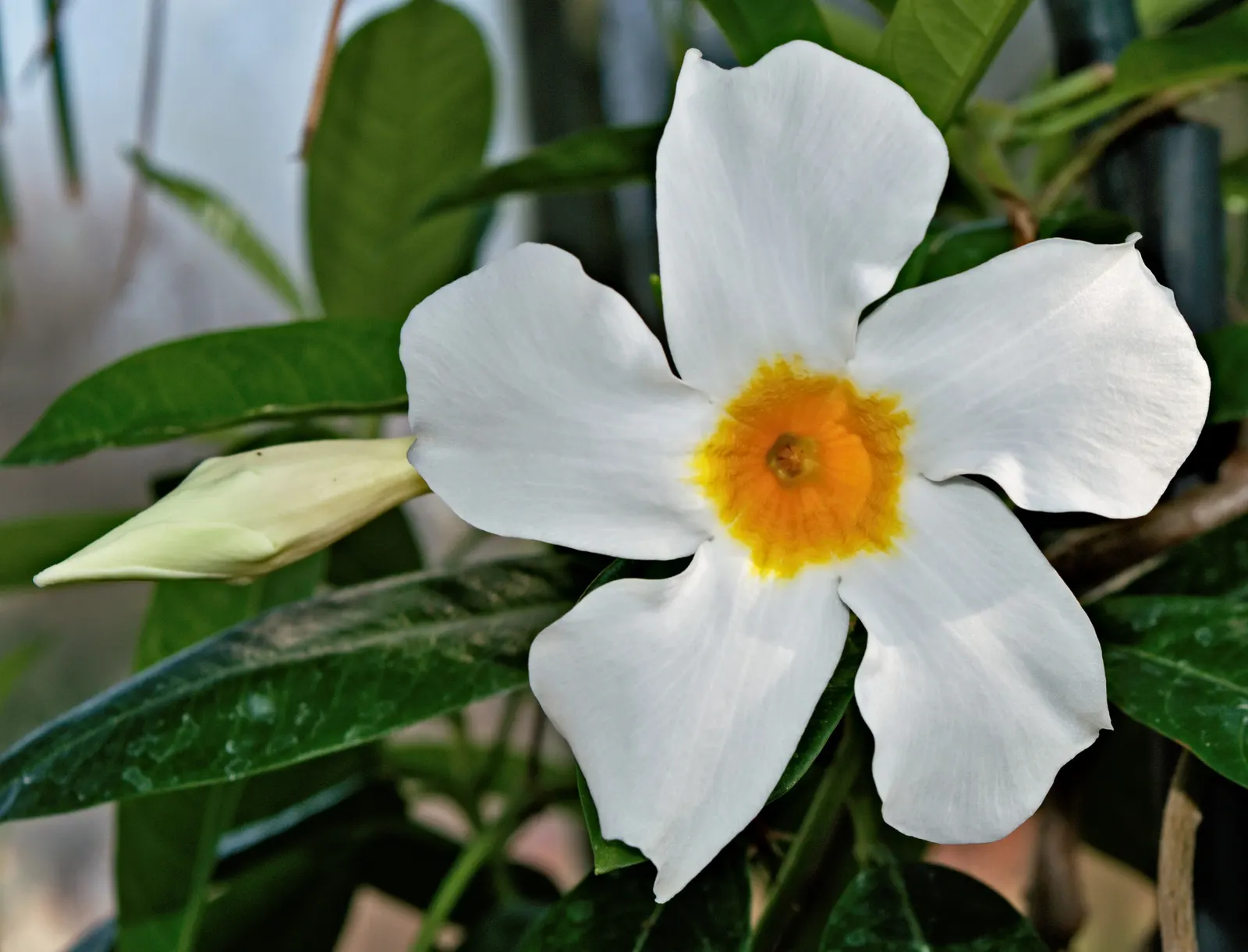 White Mandevilla (Mandevilla Splendens 'White') — Ideal for trellises or pots, it grows 3-10 feet tall, preferring full sun to partial shade