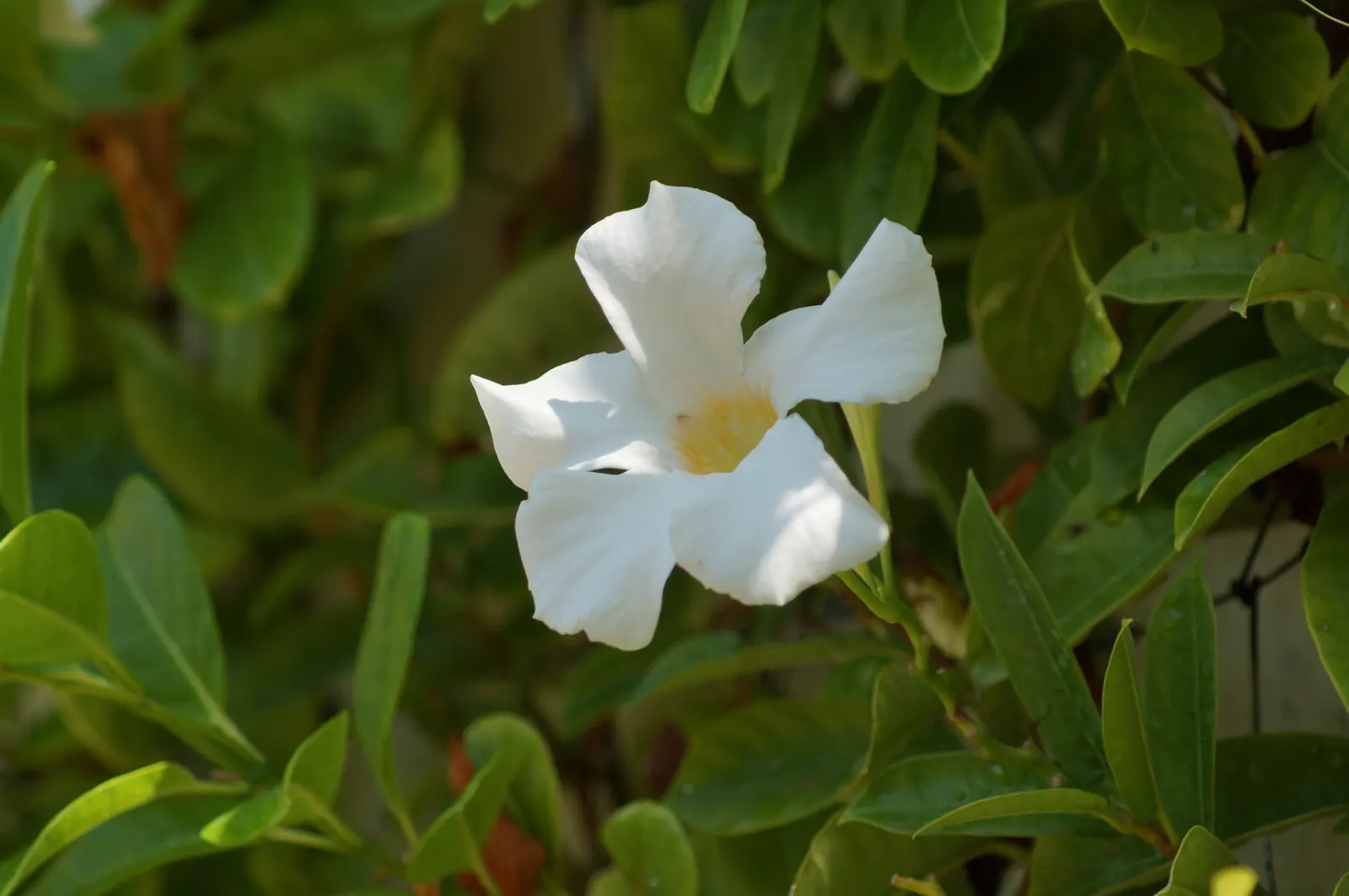 White Mandevilla (Mandevilla Splendens 'White') — Native to Central and South America