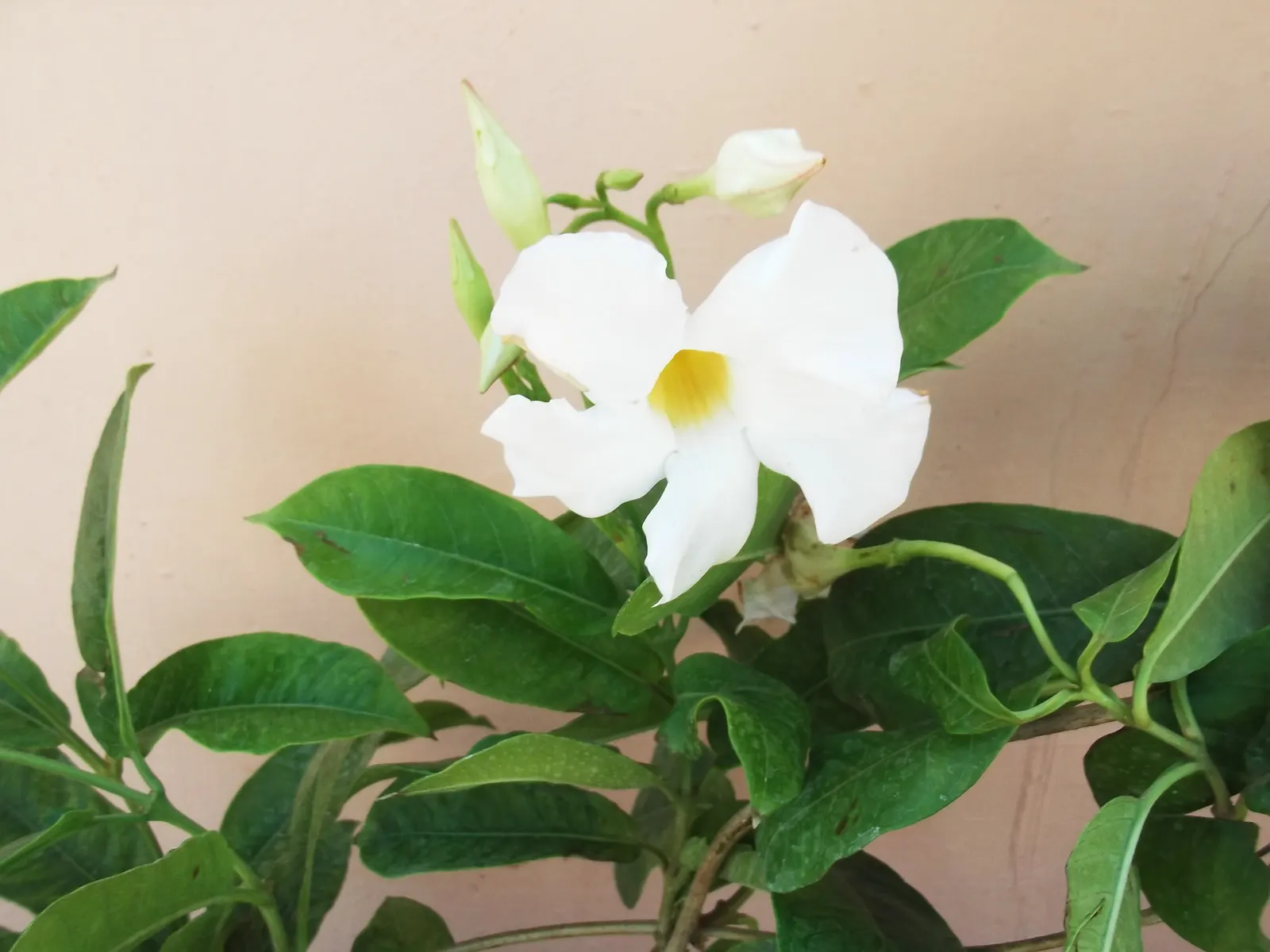 White Mandevilla (Mandevilla Splendens 'White') — White Dipladenia\n\nDescription:\nWhite Mandevilla is a lush; this cultivar is a perennial in warmer climates