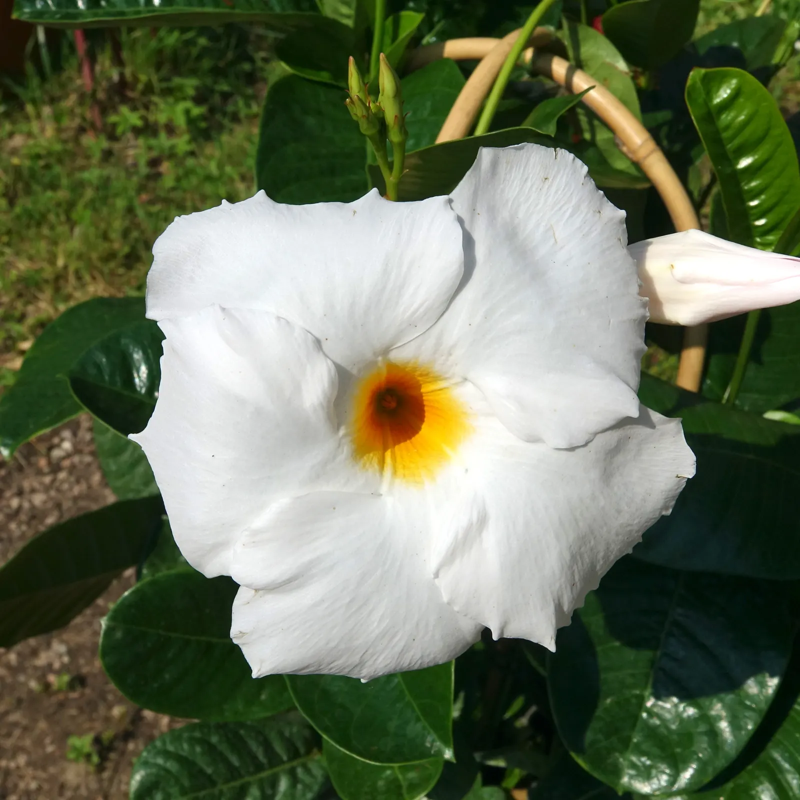 White Mandevilla (Mandevilla Splendens 'White') — the White Mandevilla thrives in USDA hardiness zones 9 to 11