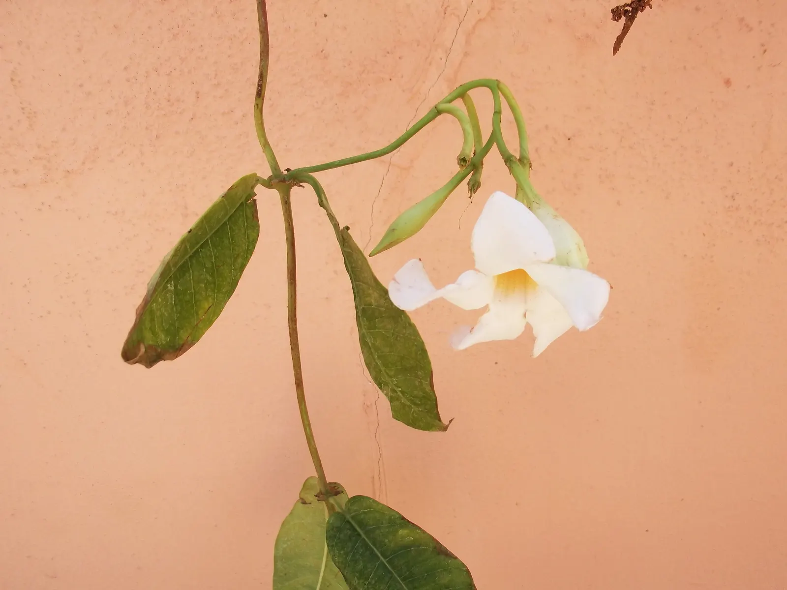 White Mandevilla (Mandevilla Splendens 'White') — requiring regular watering and well-draining soil