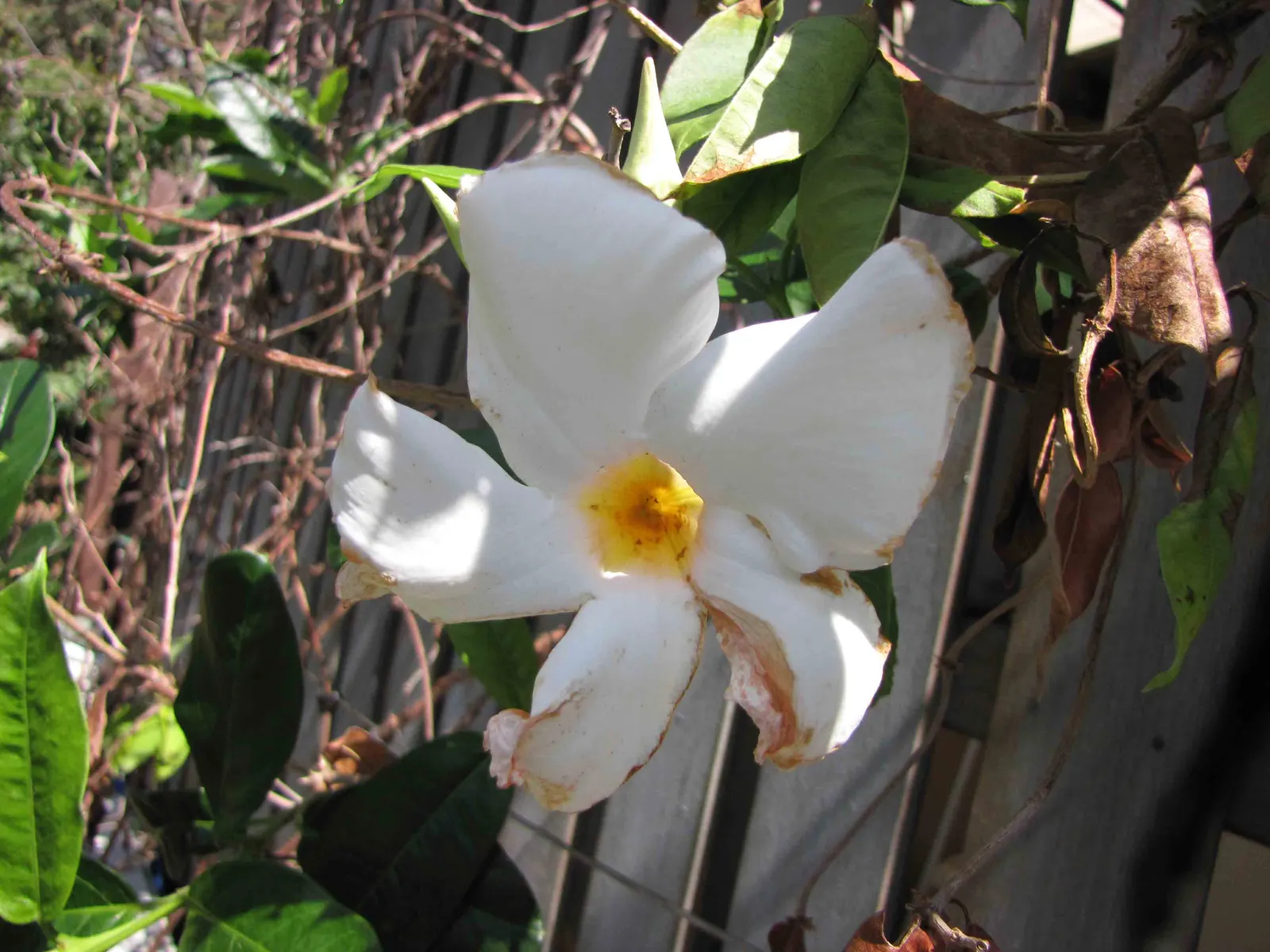 White Mandevilla (Mandevilla Splendens 'White') — requiring regular watering and well-draining soil; vine for full or half