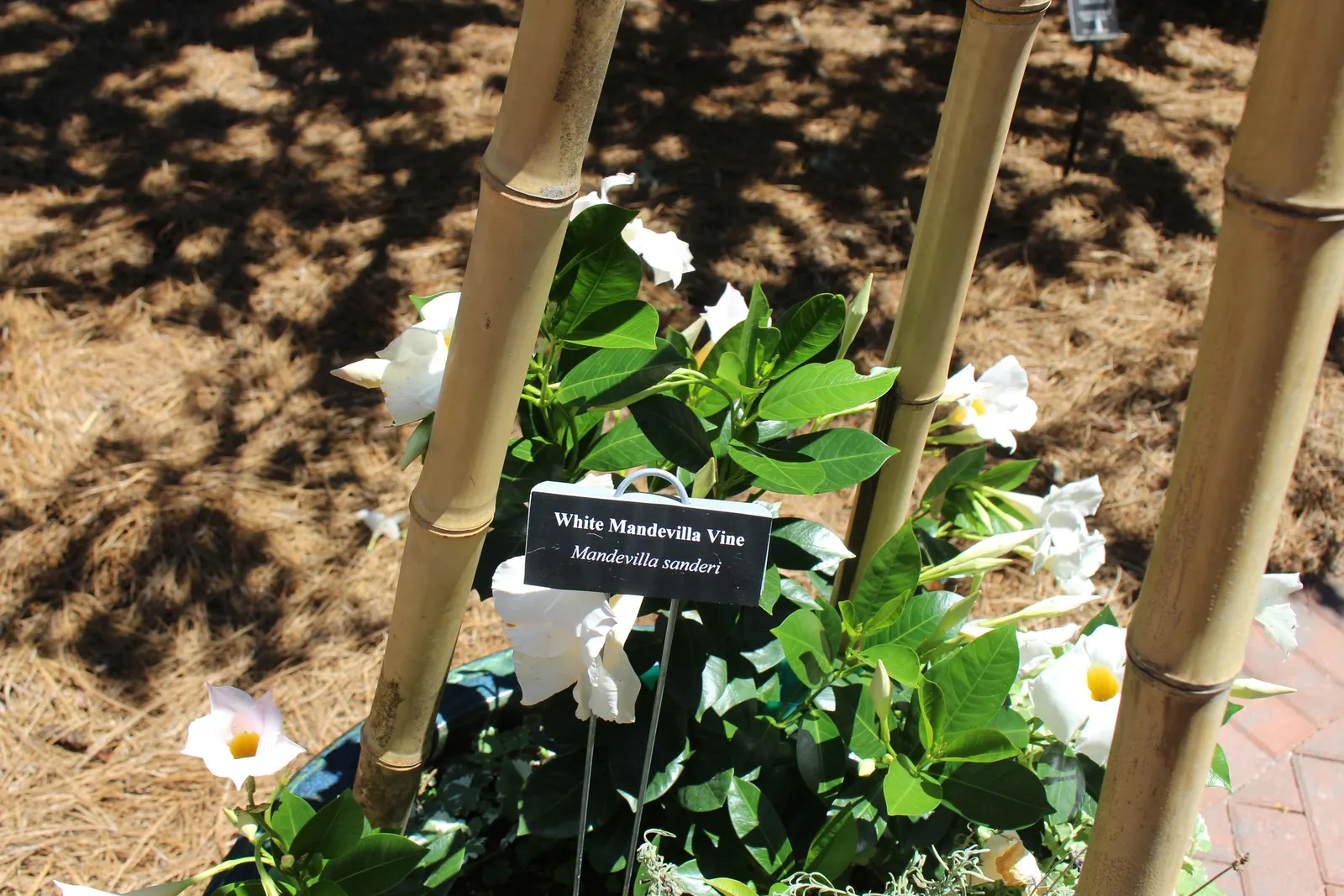 White Mandevilla (Mandevilla Splendens 'White') — white flowers in the garden