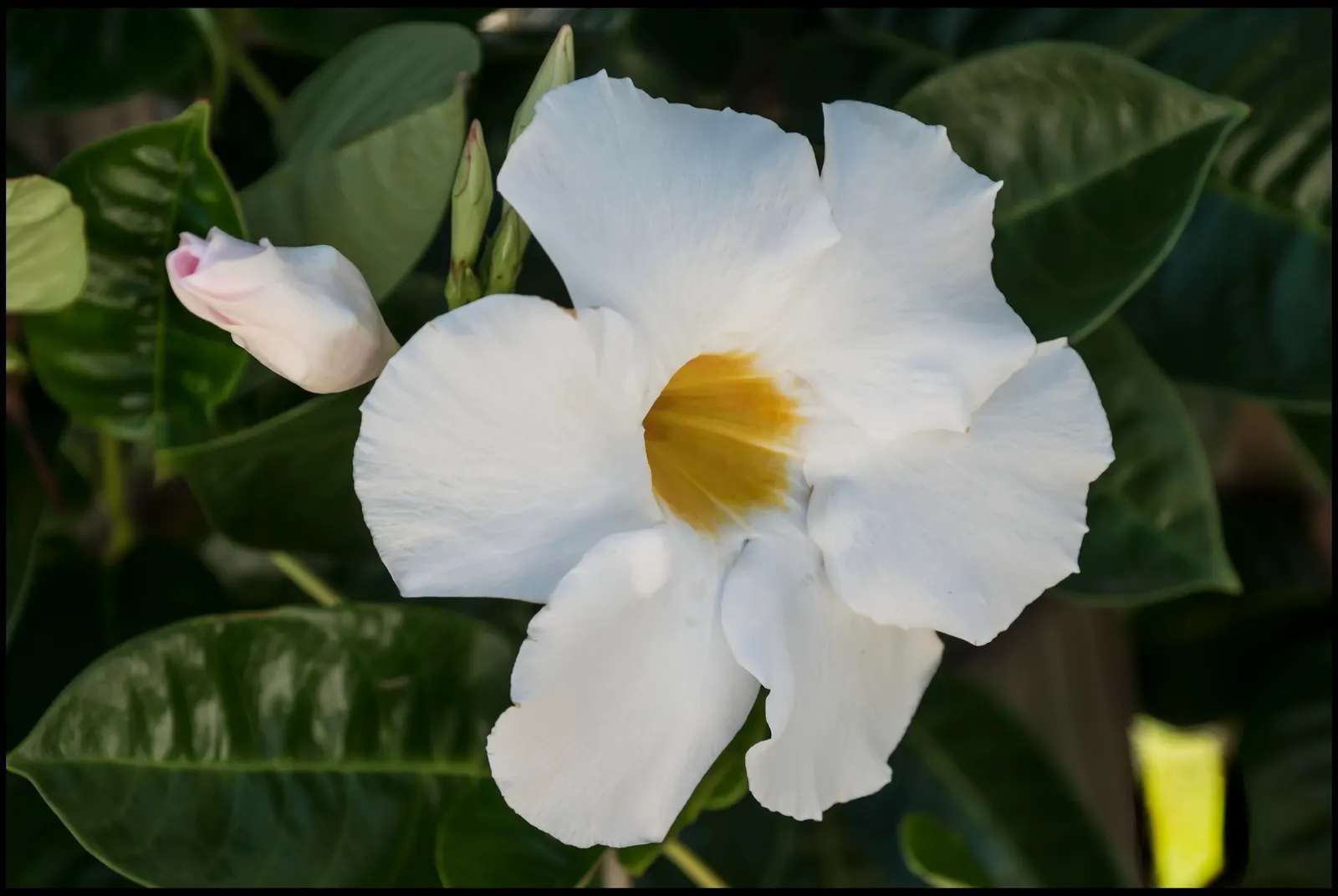 White Mandevilla (Mandevilla Splendens 'White') — the White Mandevilla thrives in USDA hardiness zones 9 to 11; it is often treated as an annual or