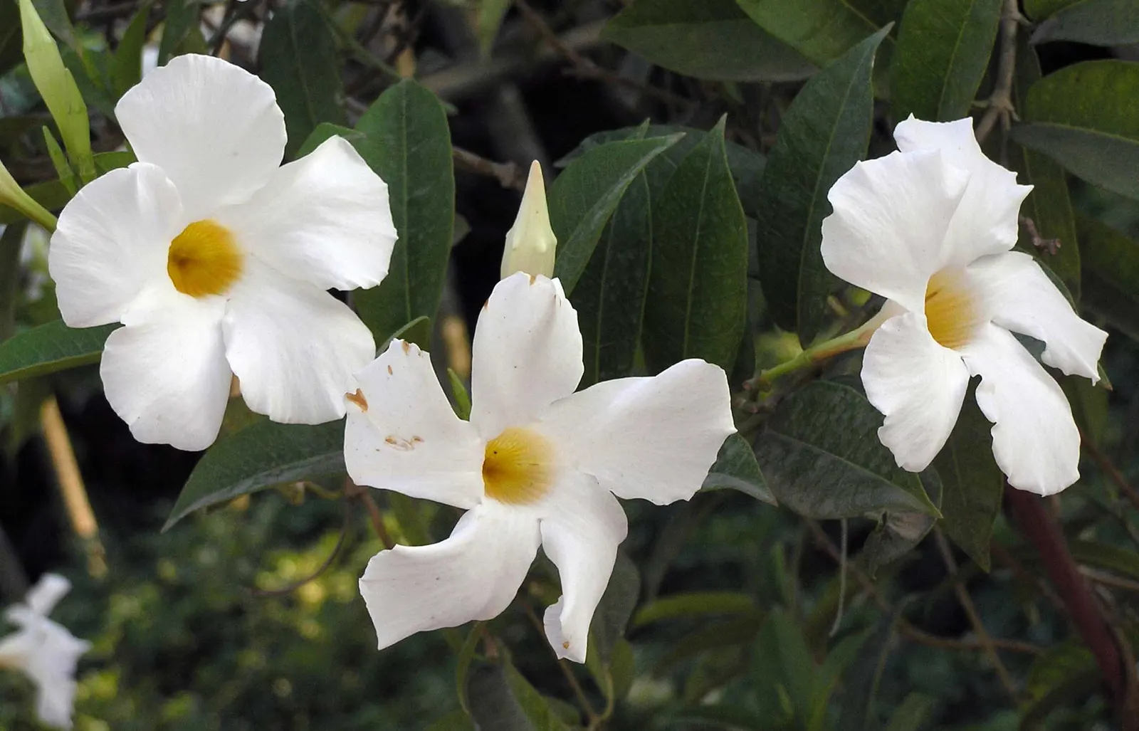 White Mandevilla (Mandevilla Splendens 'White') — Ideal for trellises or pots, it grows 3-10 feet tall, preferring full sun to partial shade; the White