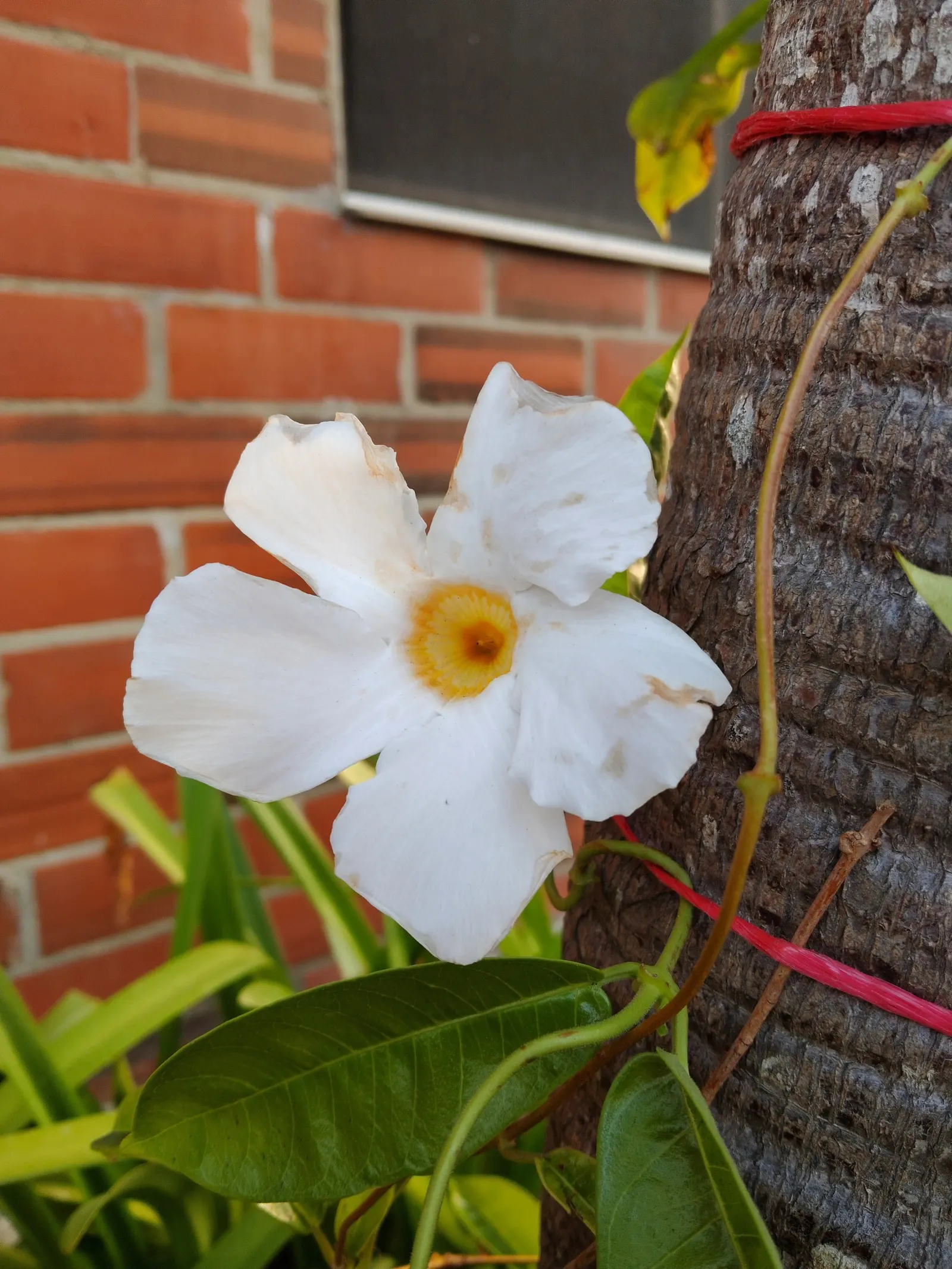 White Mandevilla (Mandevilla Splendens 'White') — providing a stark contrast against the plant's lush