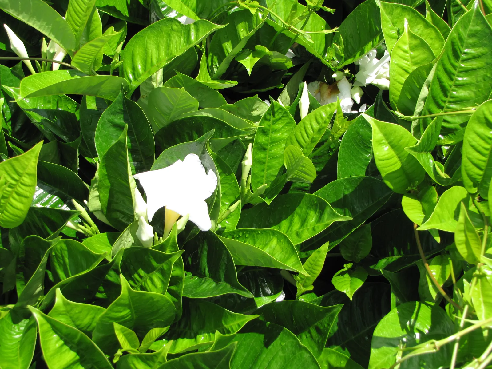 White Mandevilla (Mandevilla Splendens 'White') — the White Mandevilla is heat-tolerant and prefers well-draining soil; pristine white flowers up to 4 inches