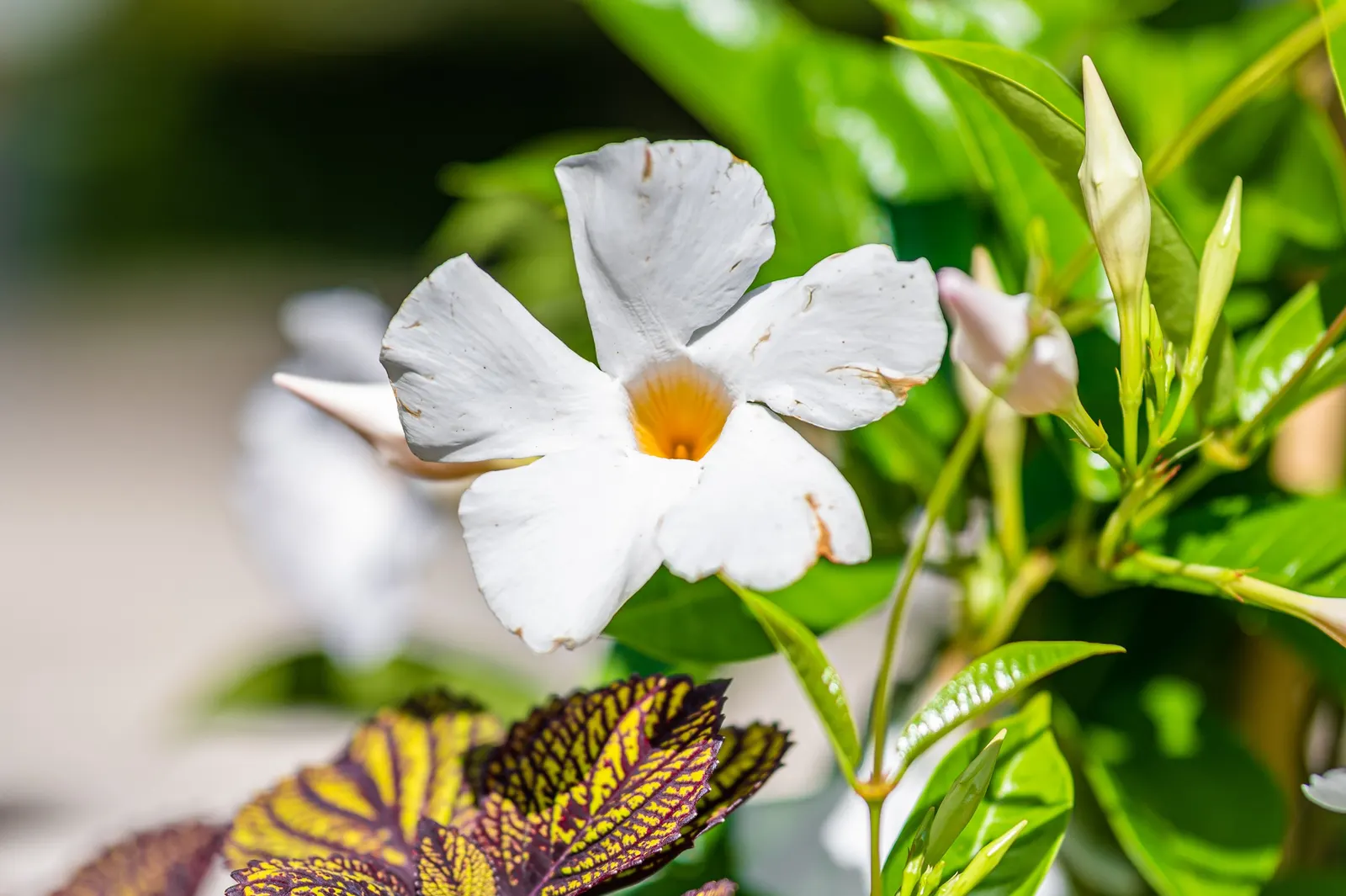 White Mandevilla (Mandevilla Splendens 'White') — vine for full or half