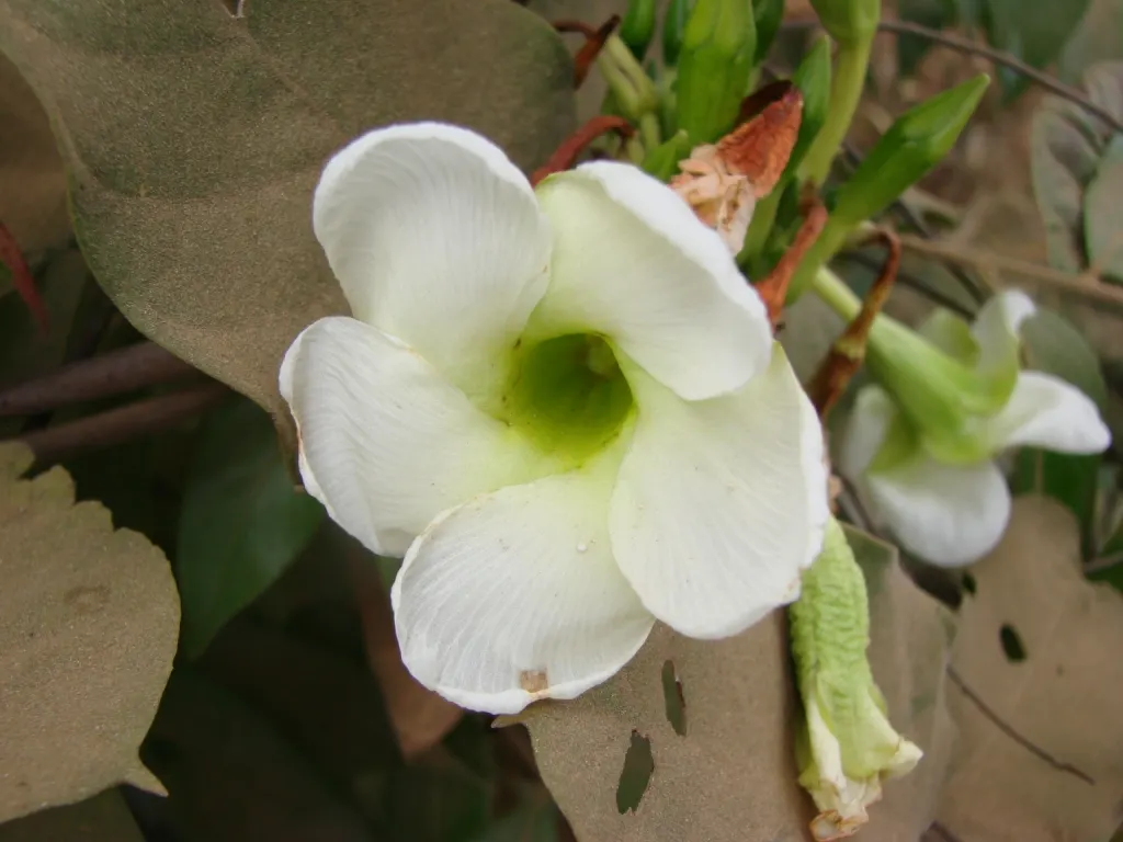 White Mandevilla (Mandevilla Splendens 'White') — providing a stark contrast against the plant's lush; white flowers in the garden