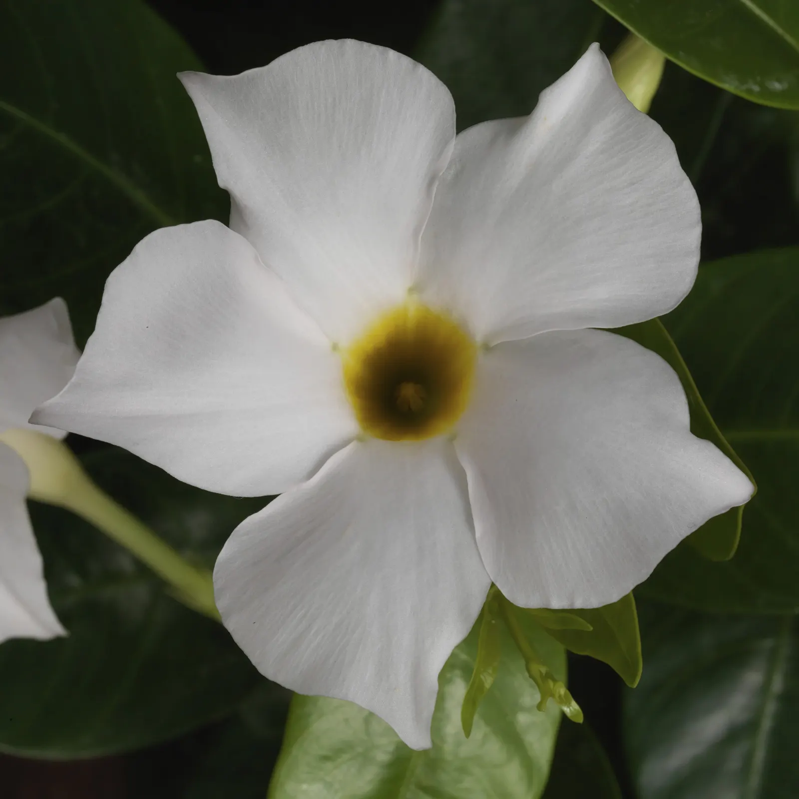 White Mandevilla (Mandevilla Splendens 'White') — Botanical Name: Mandevilla splendens 'White'\nCommon Names: White Mandevilla