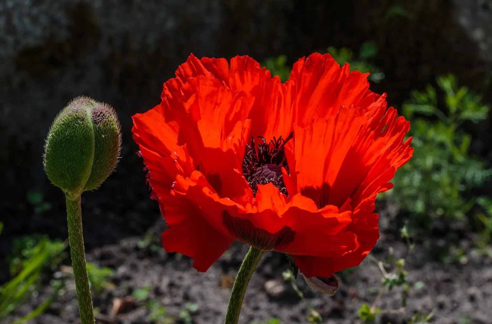 Oriental Poppy (Papaver Orientale) — Gardeners often plant it in groups to maximize its dramatic impact; this hardy species thrives in USDA zones 3, image 100