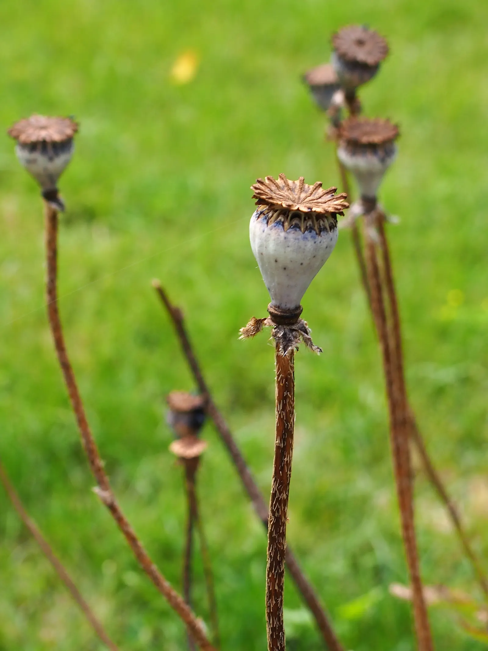 Oriental Poppy (Papaver Orientale) — the plant will die back and go dormant; though it may affect the abundance of blooms, image 65