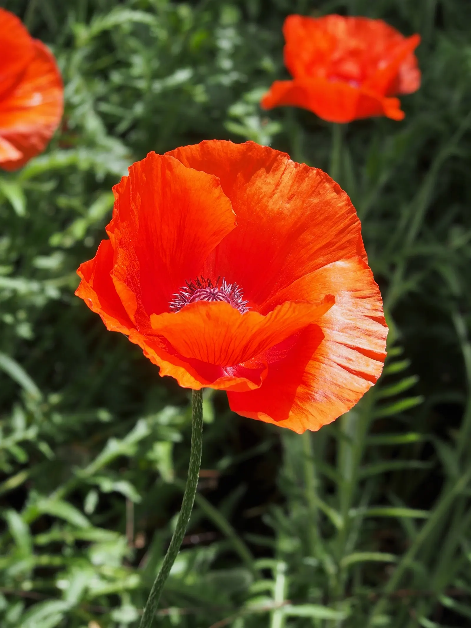 Oriental Poppy (Papaver Orientale) — making it an excellent choice for middle or back borders in garden designs; leaving room for summer plants, image 126