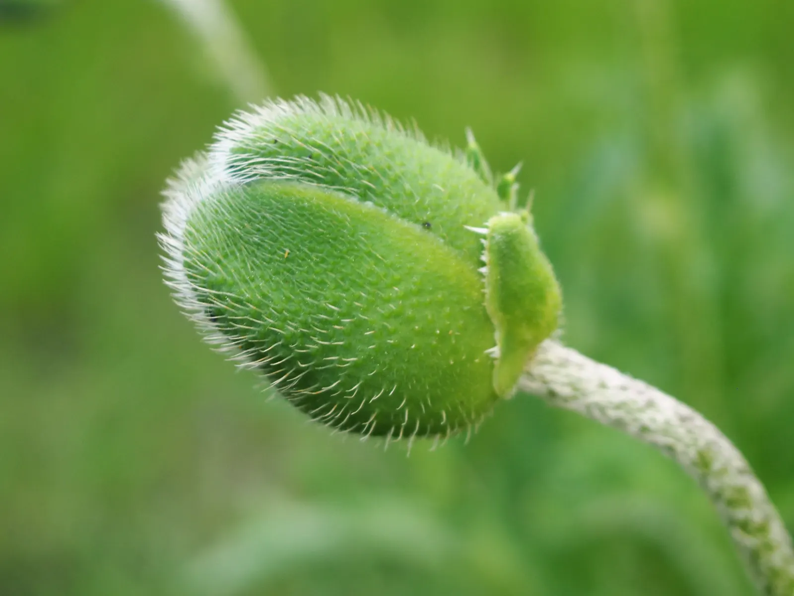 Oriental Poppy (Papaver Orientale) — leaving room for summer plants; <br><br>Reaching a stately height of 2 to 4 feet and a spread of 1.5 to 2 feet, image 51