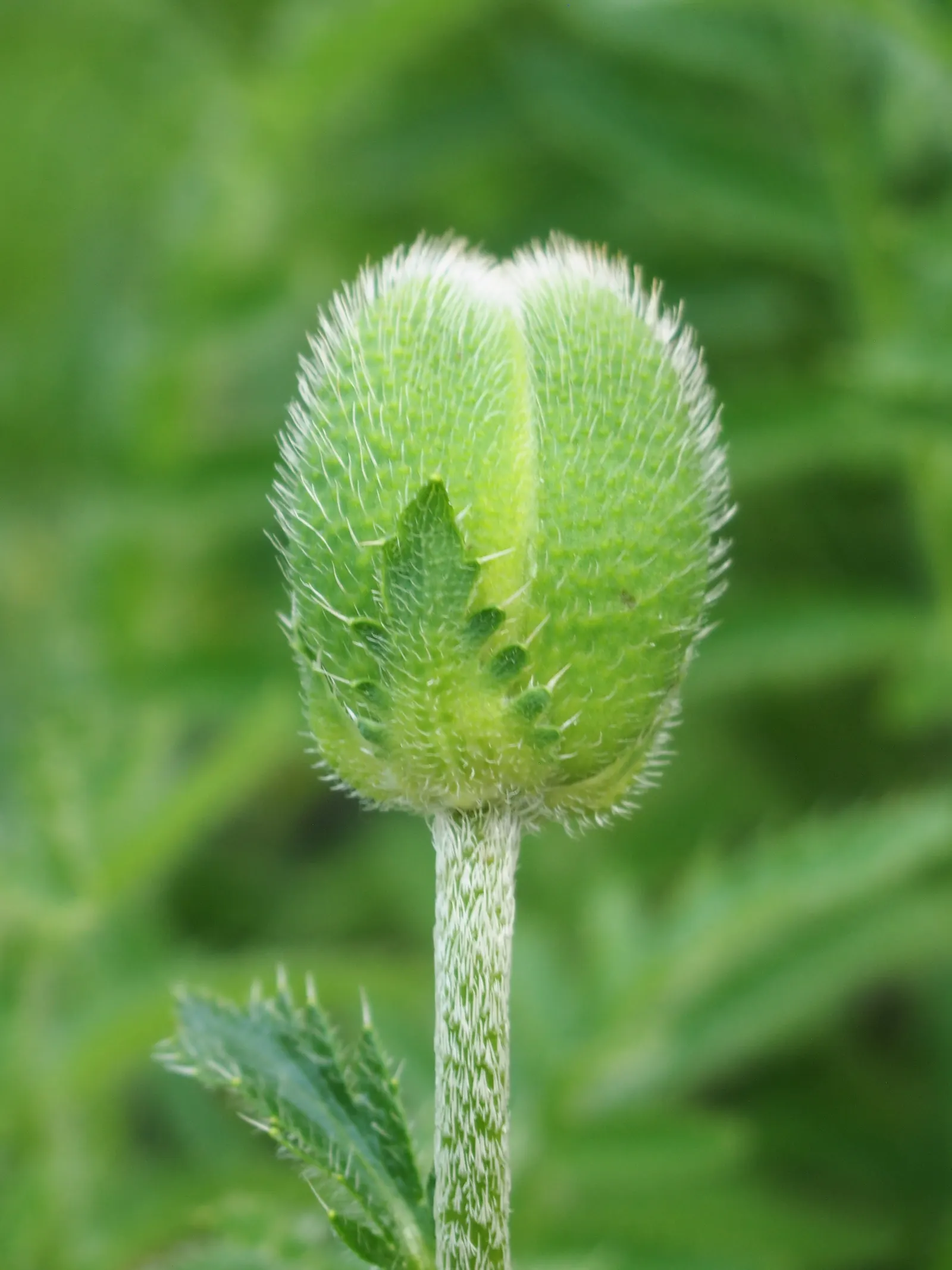 Oriental Poppy (Papaver Orientale) — hairy foliage that dies back post-bloom; it reaches 2-3 feet in height and spreads 18-24 inches wide, image 73