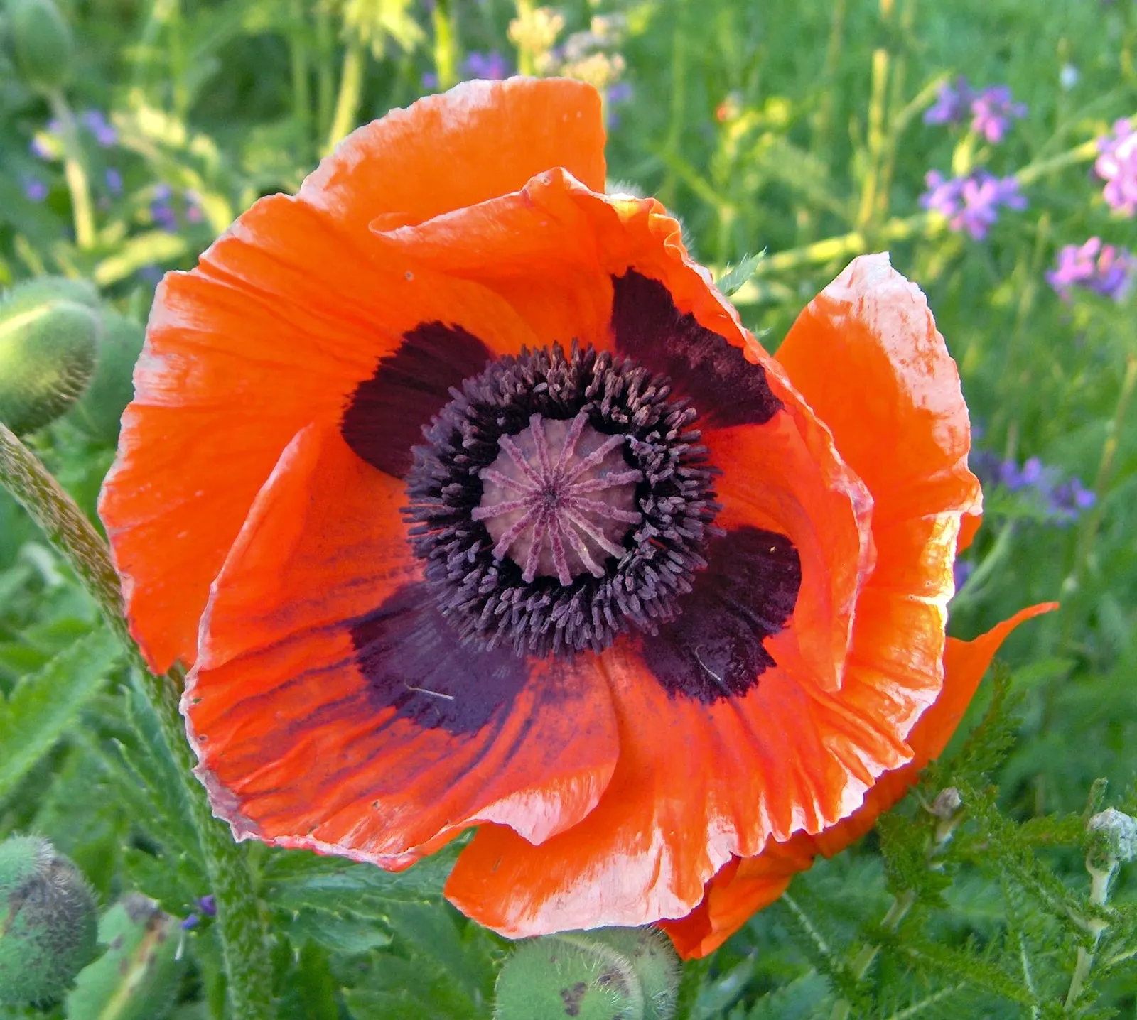 Oriental Poppy (Papaver Orientale) — <br><br>Reaching a stately height of 2 to 4 feet and a spread of 1.5 to 2 feet; these striking blooms boast, image 124
