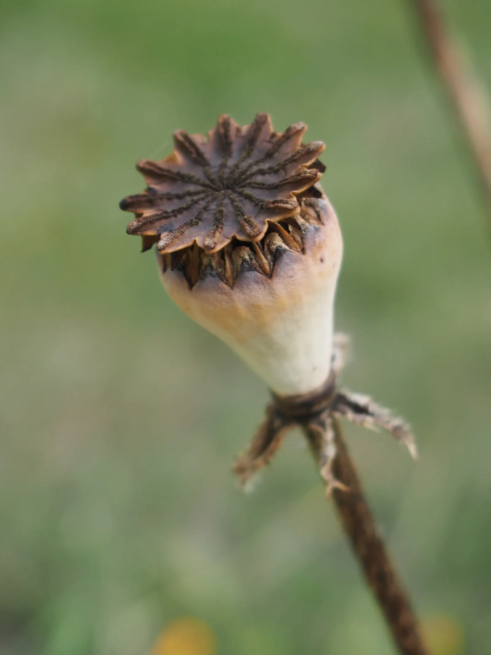 Oriental Poppy (Papaver Orientale) — hairy foliage that dies back post-bloom