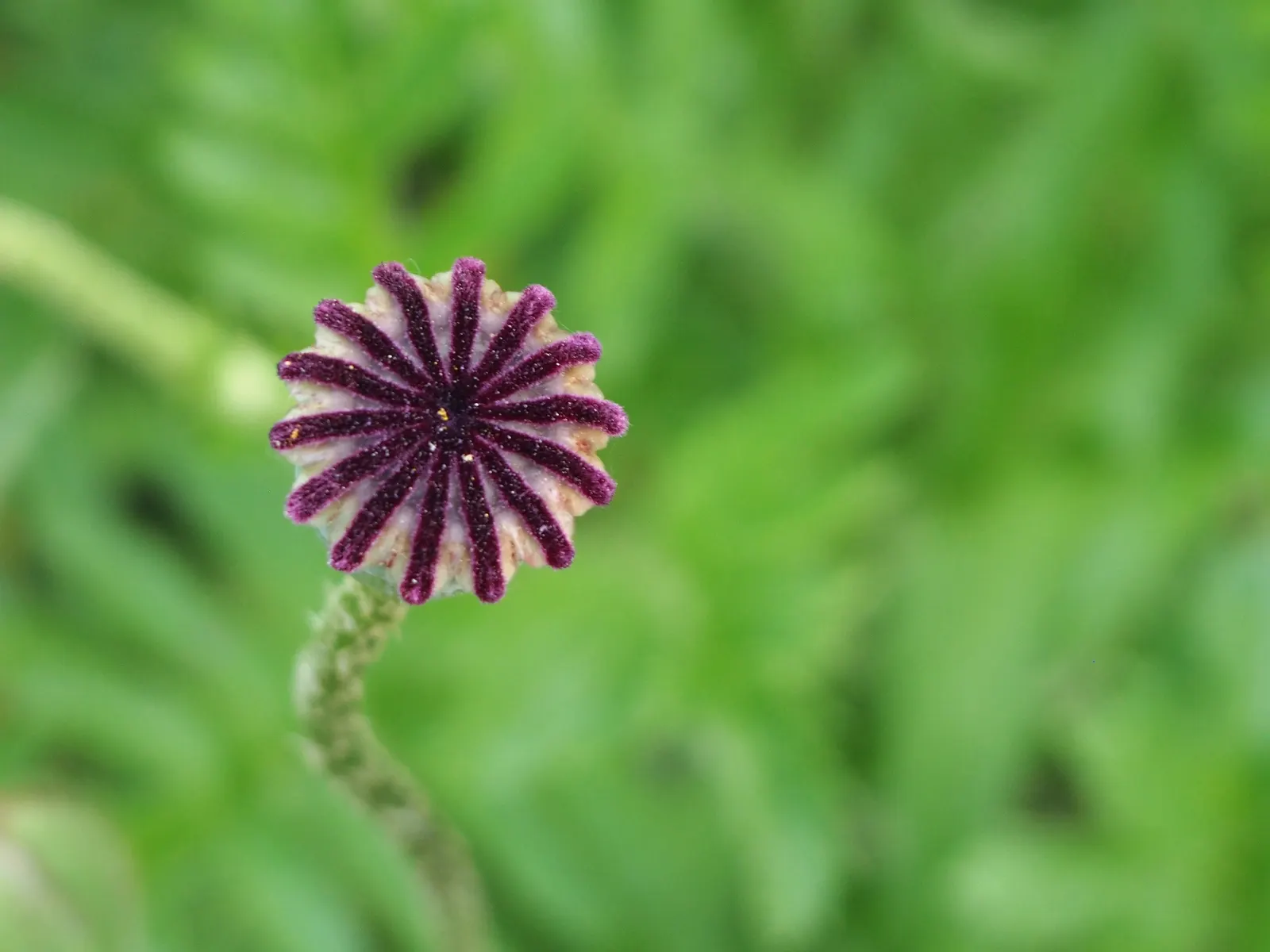 Oriental Poppy (Papaver Orientale) — hairy foliage that dies back post-bloom; it reaches 2-3 feet in height and spreads 18-24 inches wide, image 50