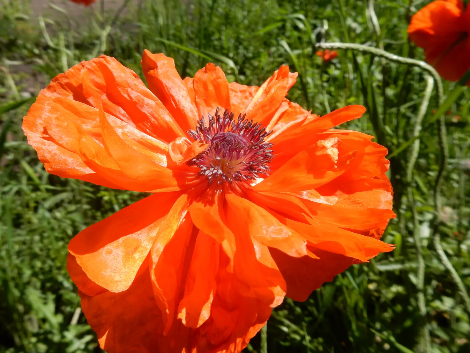 Oriental Poppy (Papaver Orientale) — This hardy species thrives in USDA zones 3 to 7, indicating a robust tolerance for winter chill; perennial for, image 122