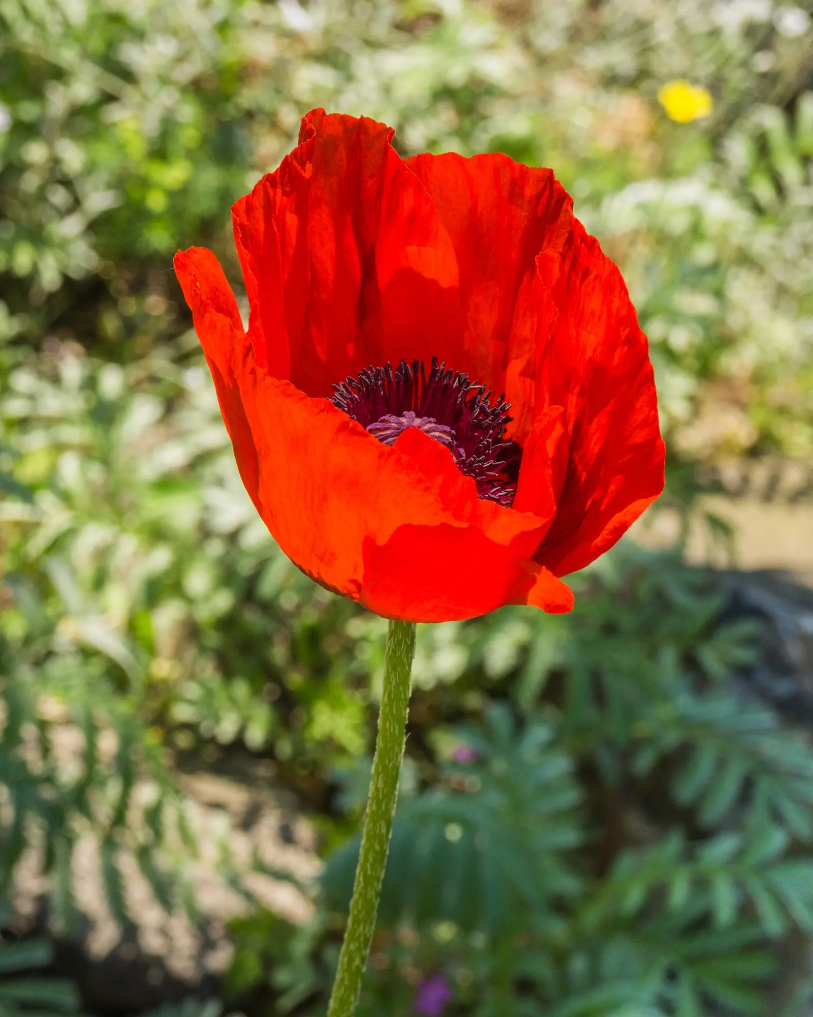Oriental Poppy (Papaver Orientale) — leaving room for summer plants