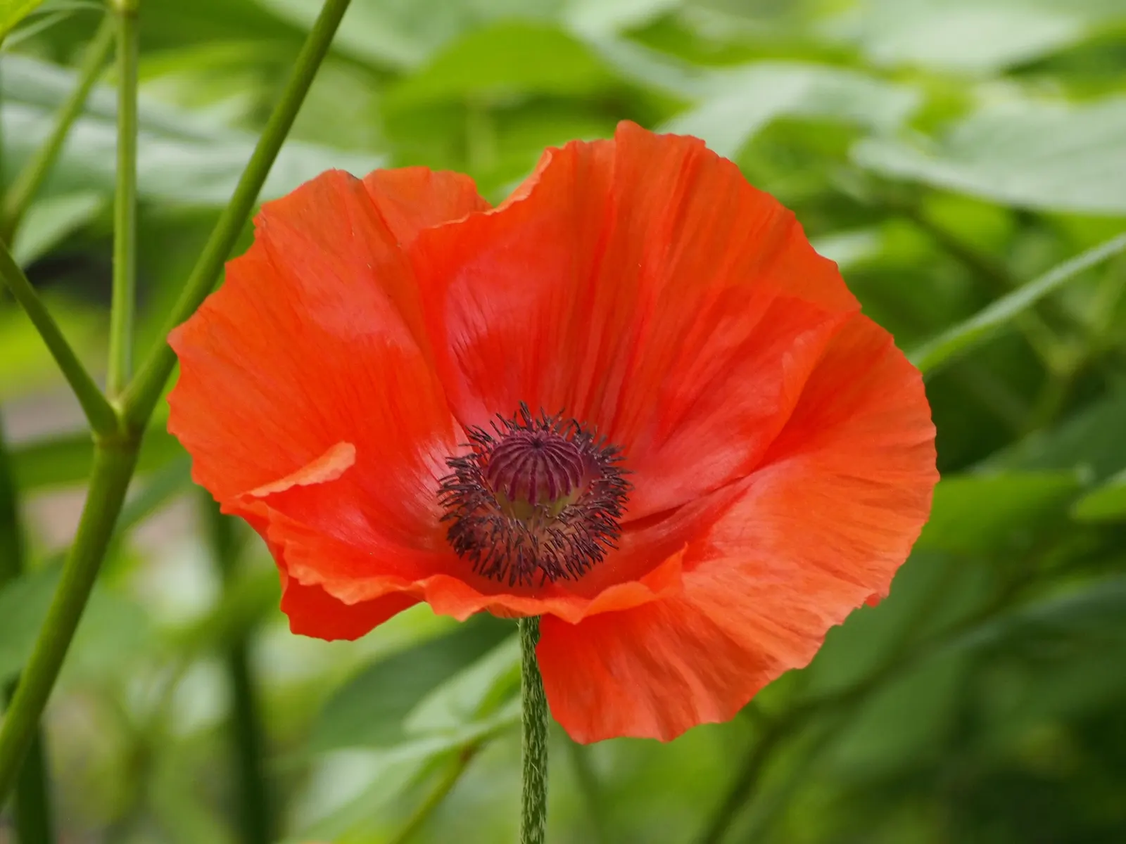 Oriental Poppy (Papaver Orientale) — though it may affect the abundance of blooms; the Oriental Poppy elegantly towers above low-growing plants, image 107
