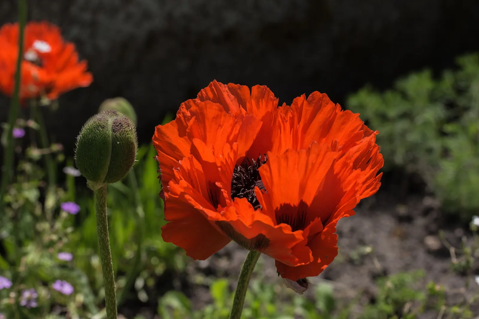 Oriental Poppy (Papaver Orientale) — perennial for full or half; leaving a void that needs to be considered in the landscape design, image 115
