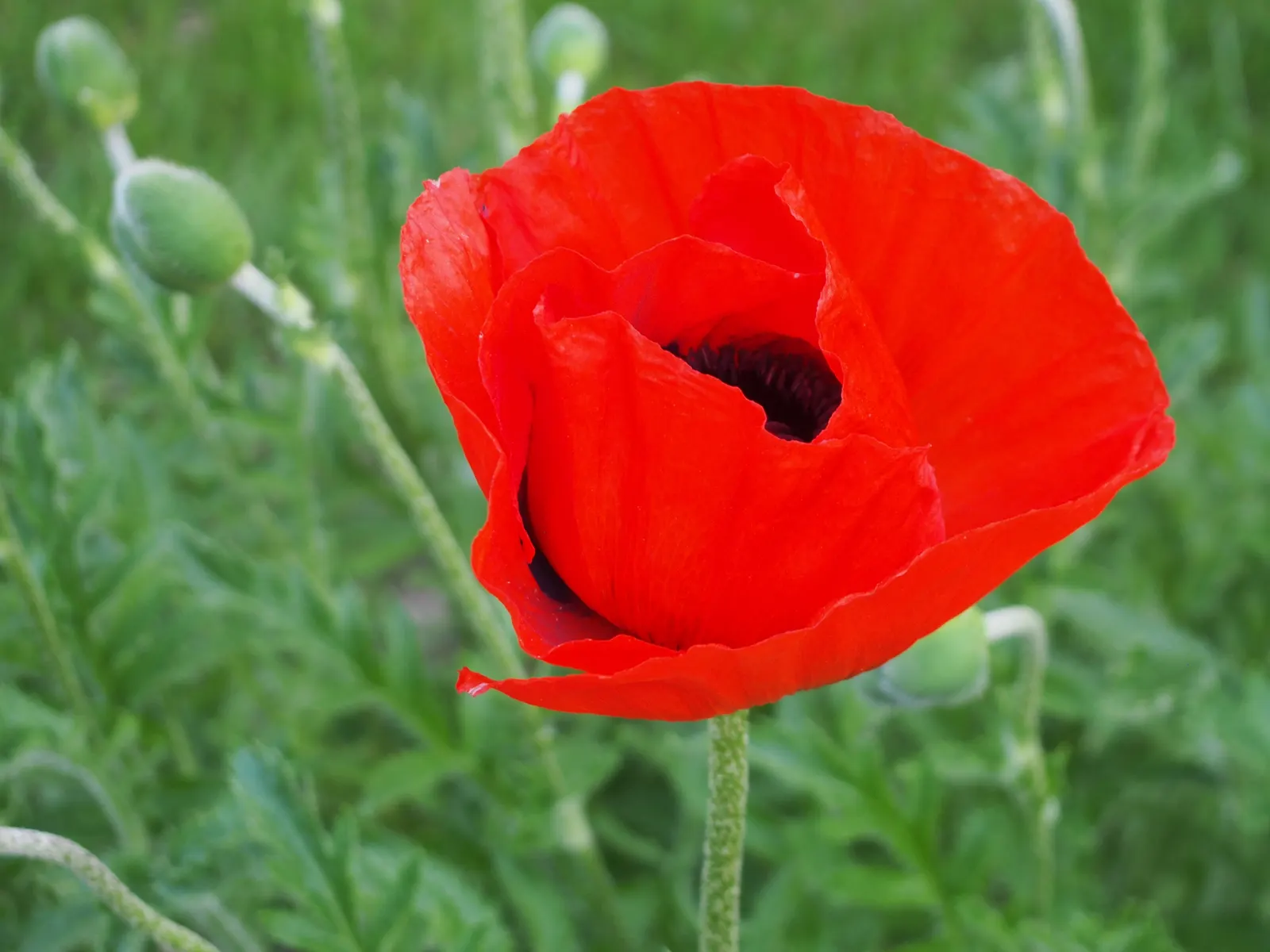 Oriental Poppy (Papaver Orientale) — though it may affect the abundance of blooms; the Oriental Poppy elegantly towers above low-growing plants, image 84