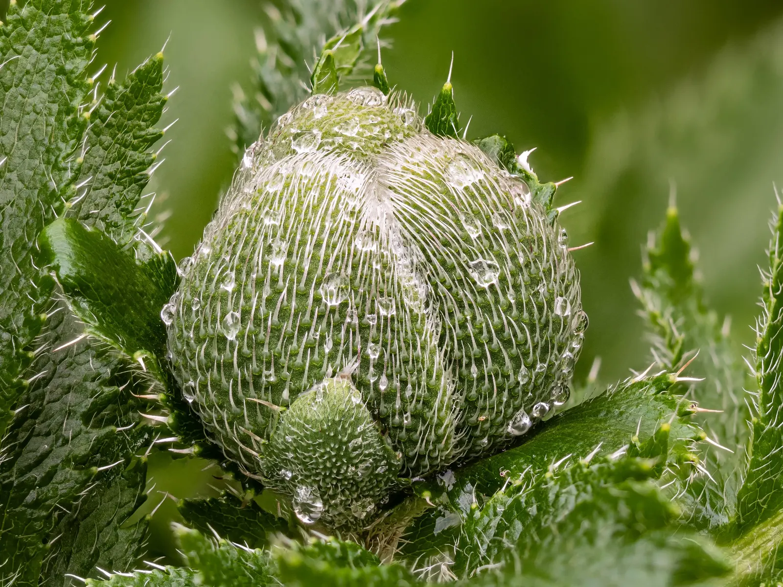 Oriental Poppy (Papaver Orientale) — cup-shaped flowers that can measure up to 6 inches across