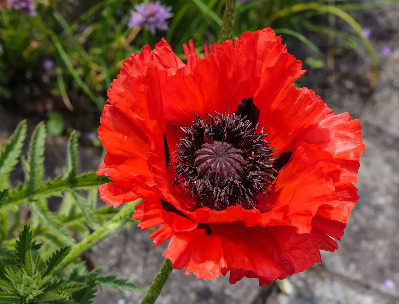 Oriental Poppy (Papaver Orientale) — making it suitable for xeriscape landscapes; with vibrant hues of red to orange and a striking dark center, image 109