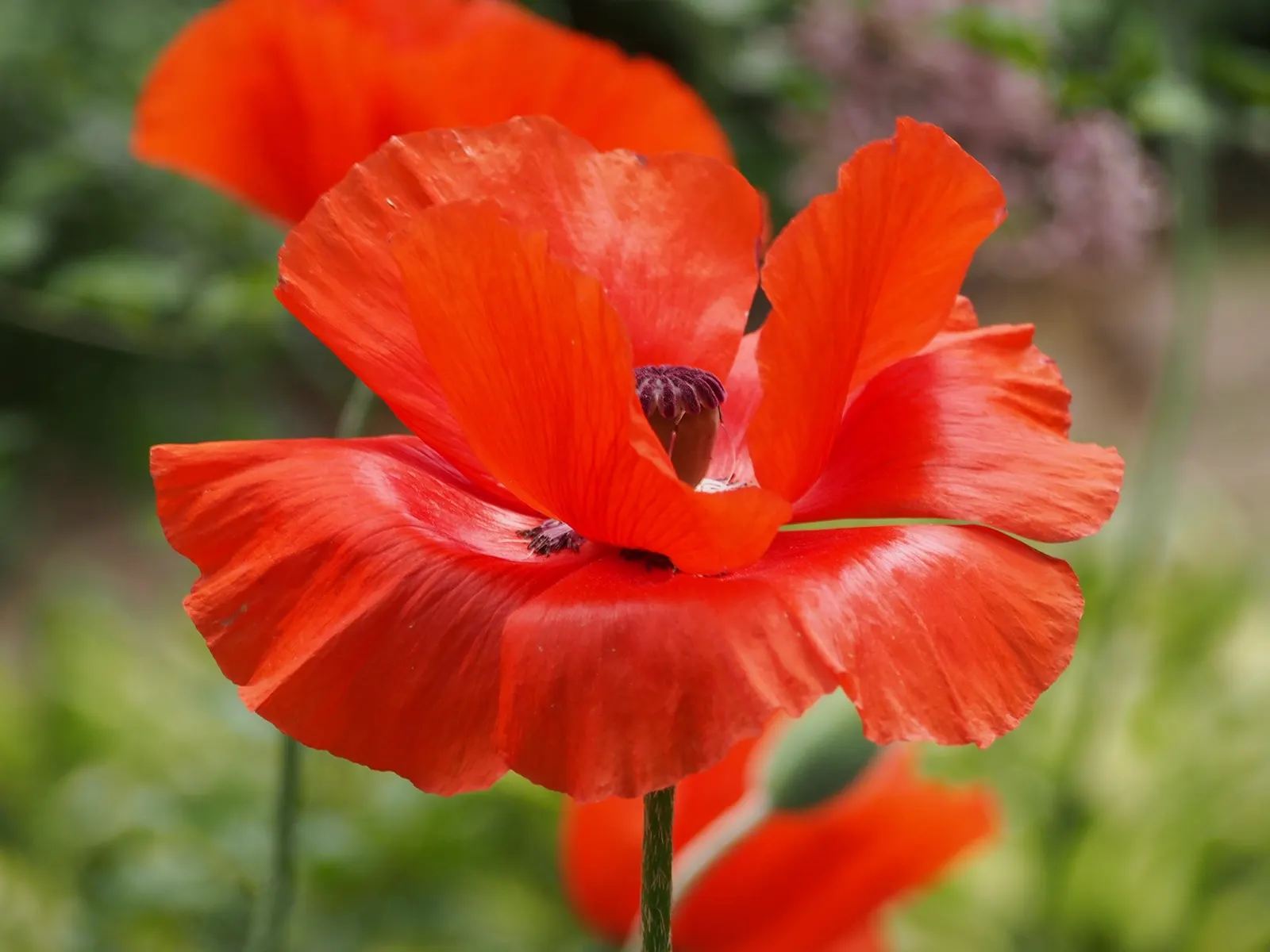 Oriental Poppy (Papaver Orientale) — Gardeners often plant it in groups to maximize its dramatic impact; this hardy species thrives in USDA zones 3, image 77