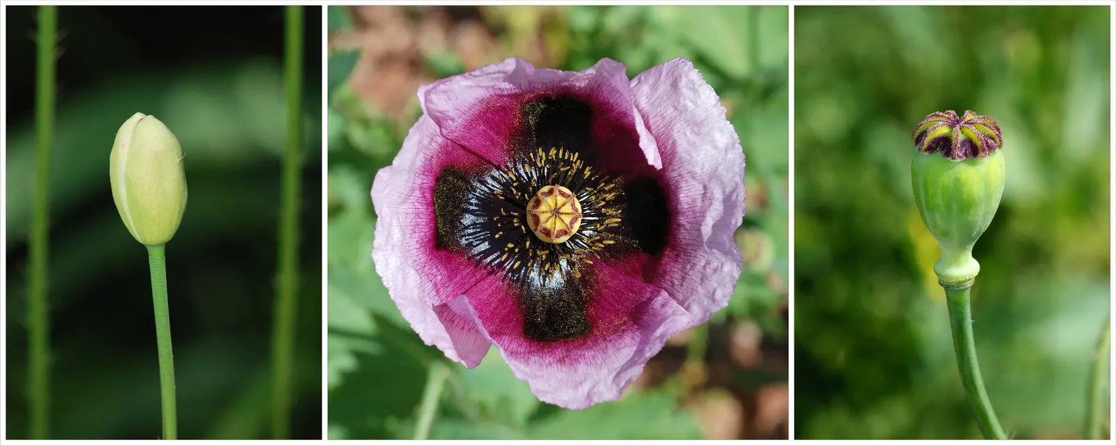 Oriental Poppy (Papaver Orientale) — leaving a void that needs to be considered in the landscape design; perennial with pink and red blooms, image 89