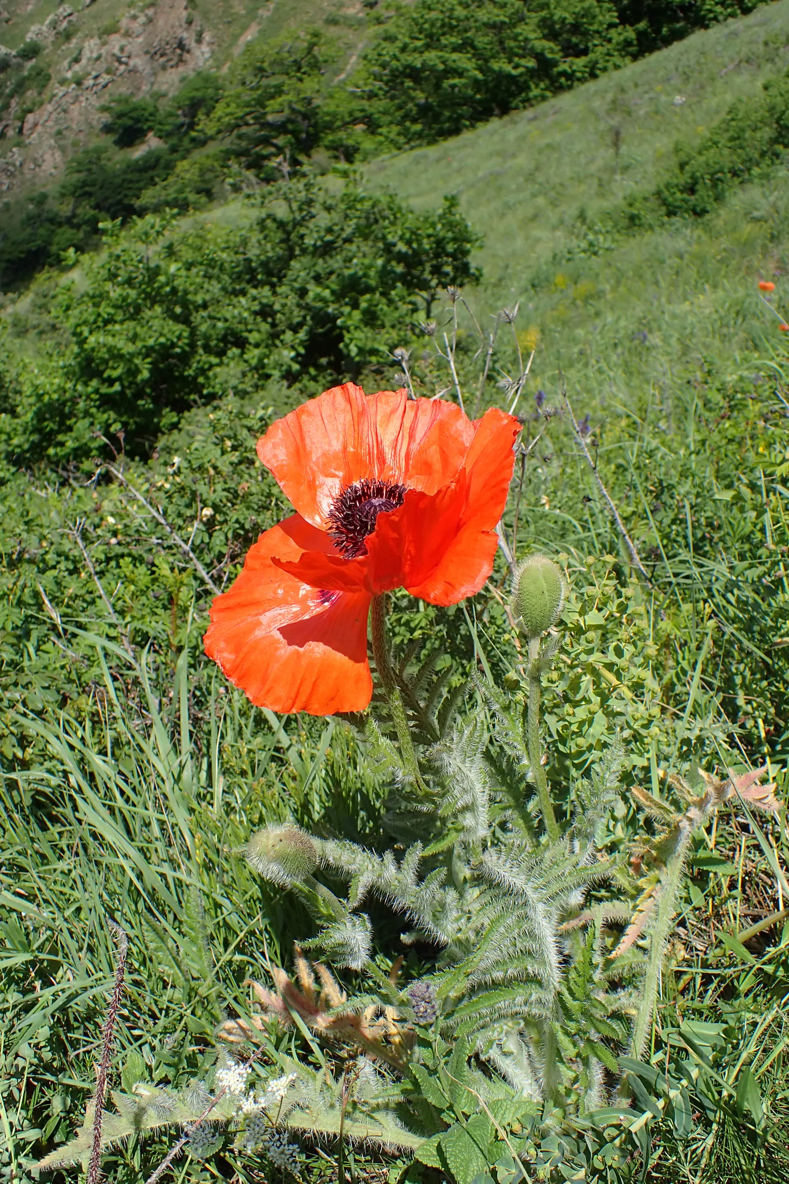 Oriental Poppy (Papaver Orientale) — Gardeners often plant it in groups to maximize its dramatic impact