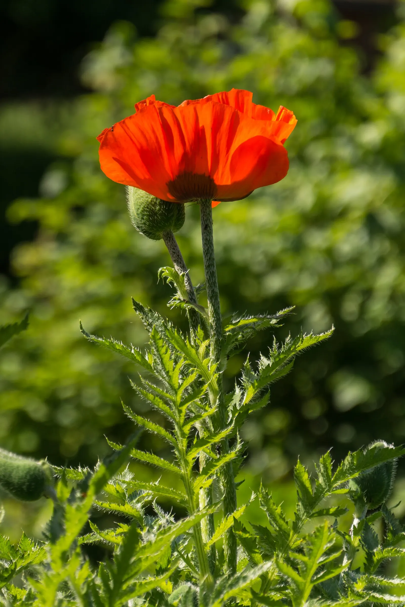 Oriental Poppy (Papaver Orientale) — typically between late spring and early summer