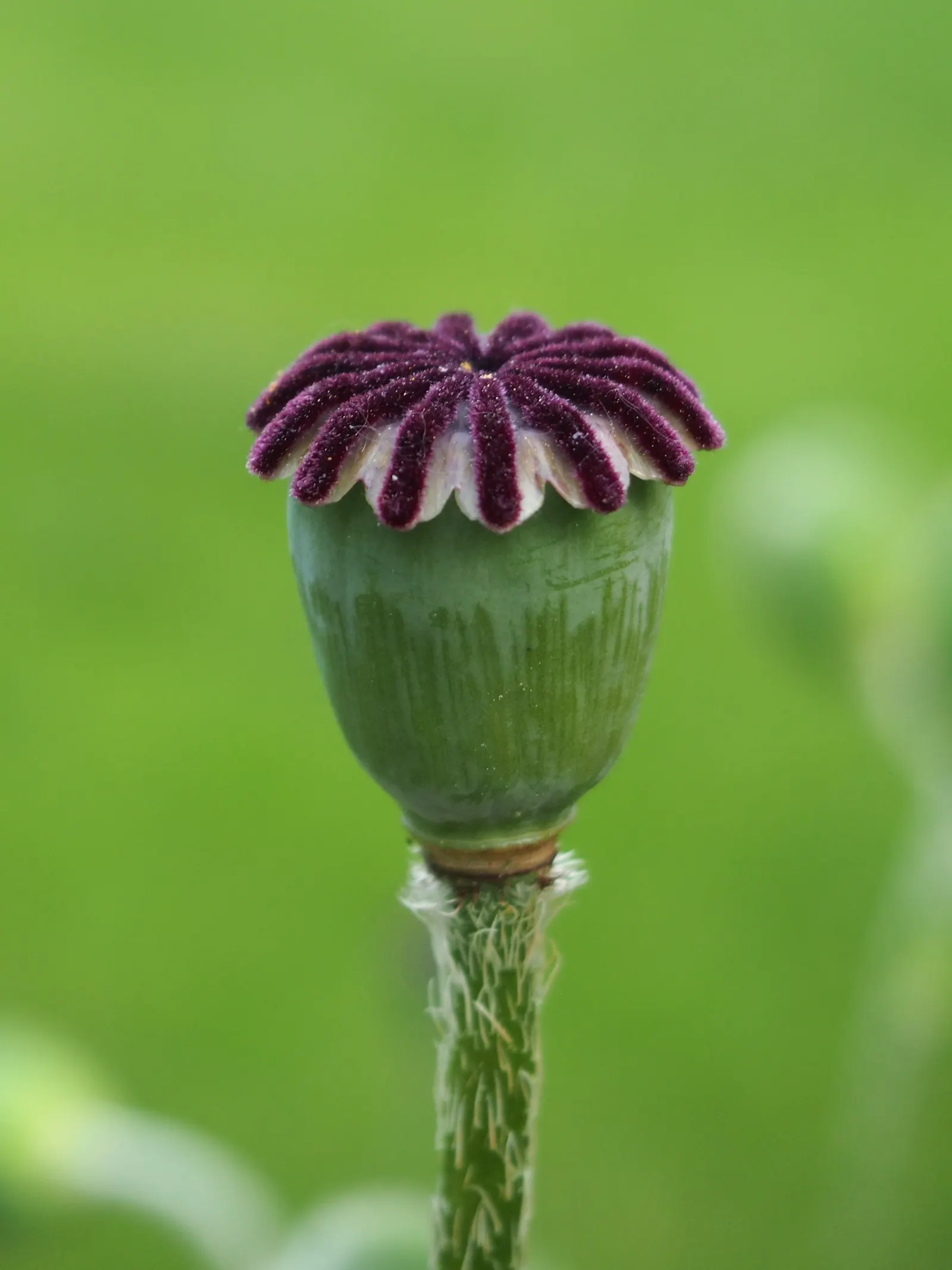 Oriental Poppy (Papaver Orientale) — the plant will die back and go dormant; though it may affect the abundance of blooms