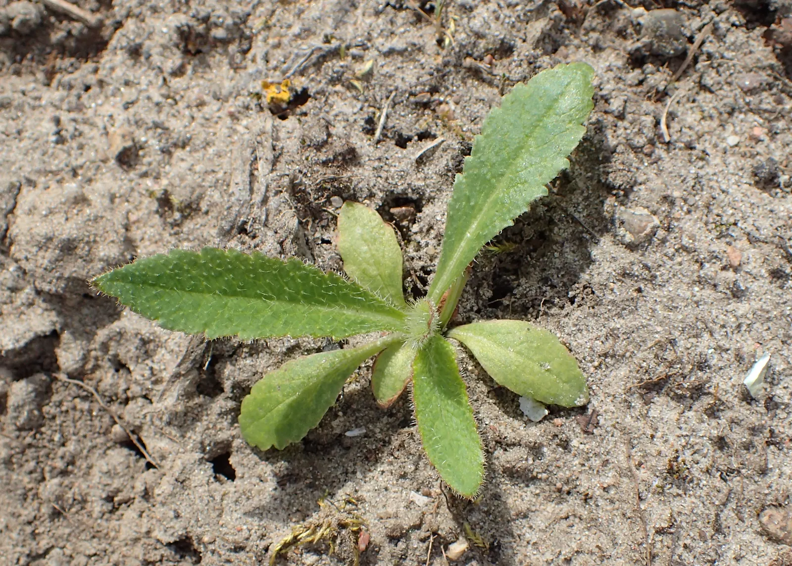 Oriental Poppy (Papaver Orientale) — is relatively drought-tolerant