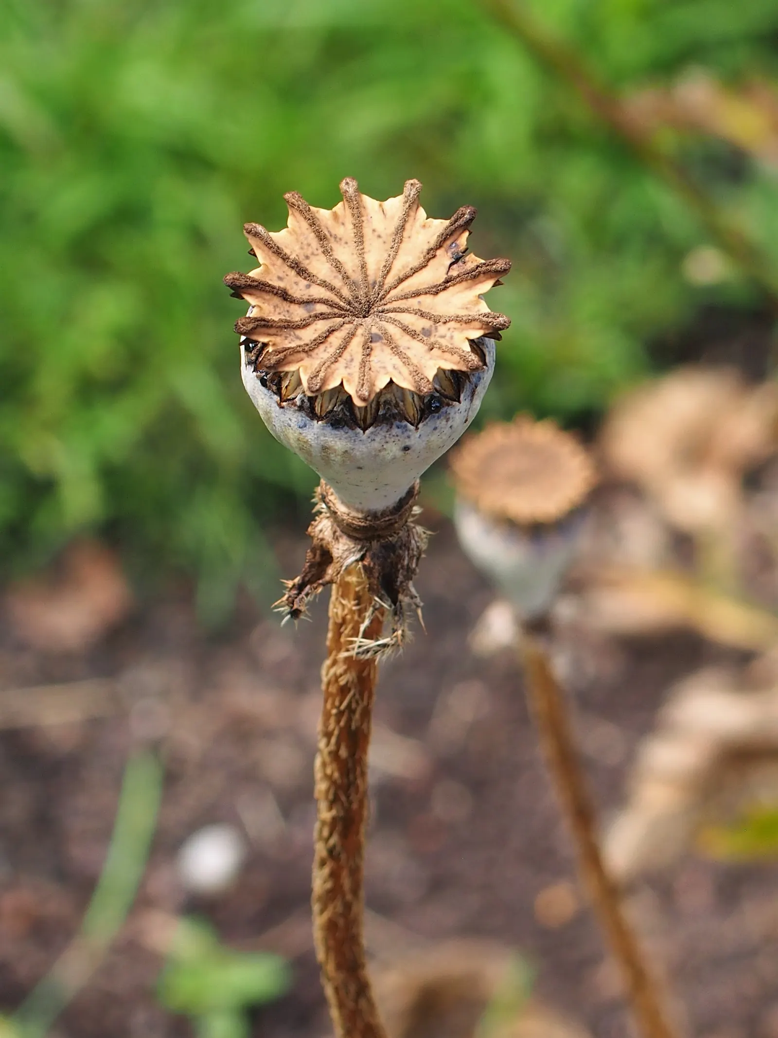 Oriental Poppy (Papaver Orientale) — is relatively drought-tolerant; making it suitable for xeriscape landscapes, image 62