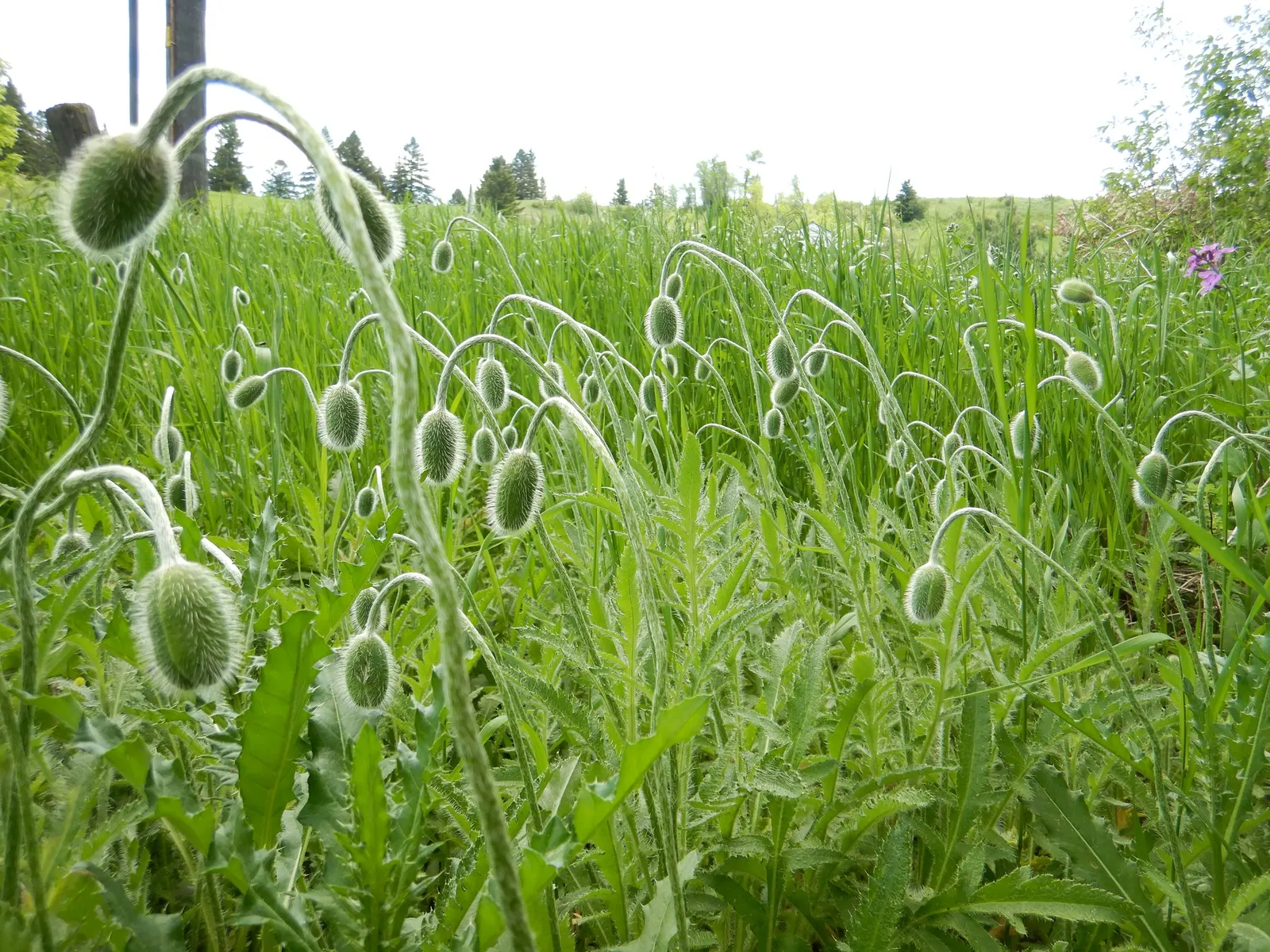 Oriental Poppy (Papaver Orientale) — Blooms appear in late spring to early summer; typically between late spring and early summer, image 118